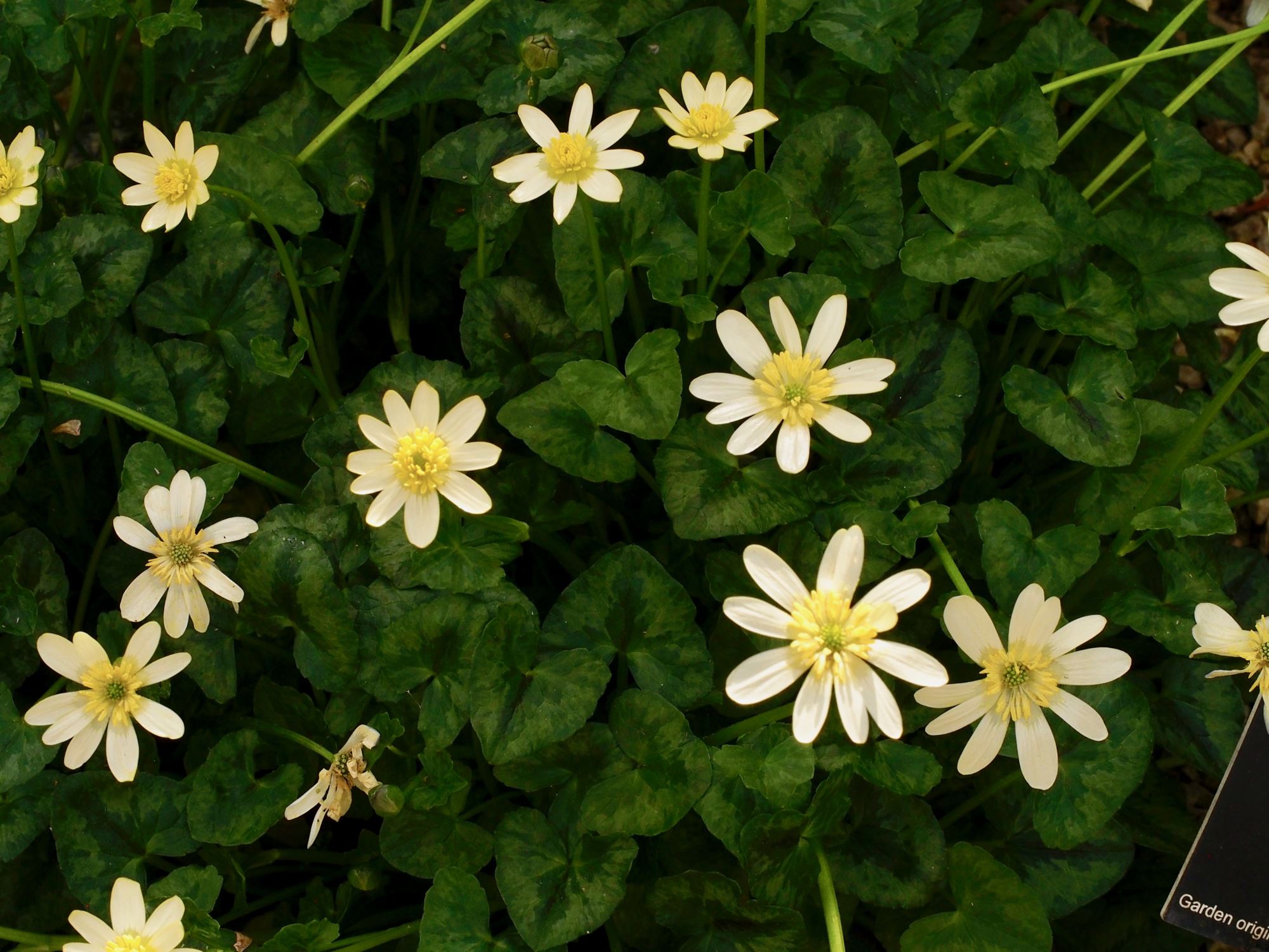 Image of Ficaria verna 'Single Cream'