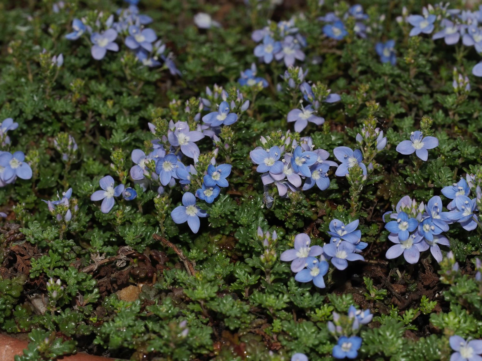 Image of Veronica oltensis