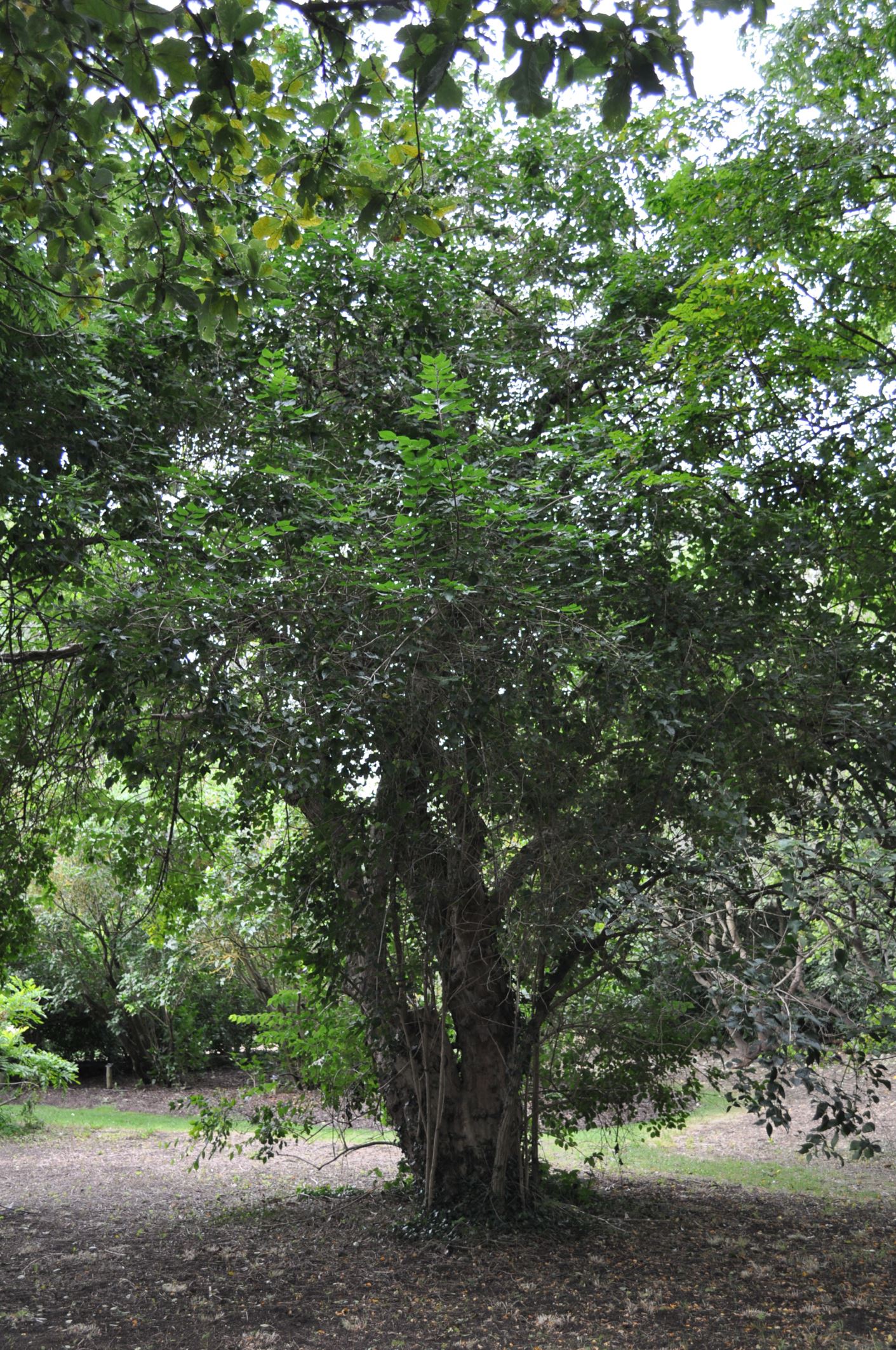 Image of Lonicera maackii f. podocarpa