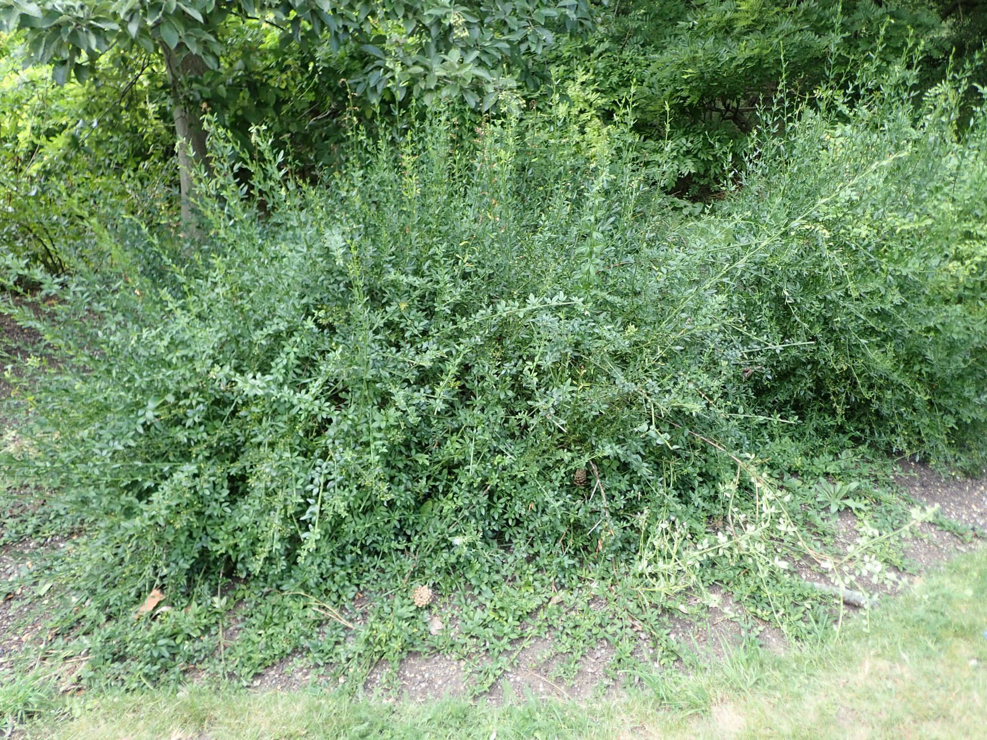 Image of Chrysojasminum fruticans