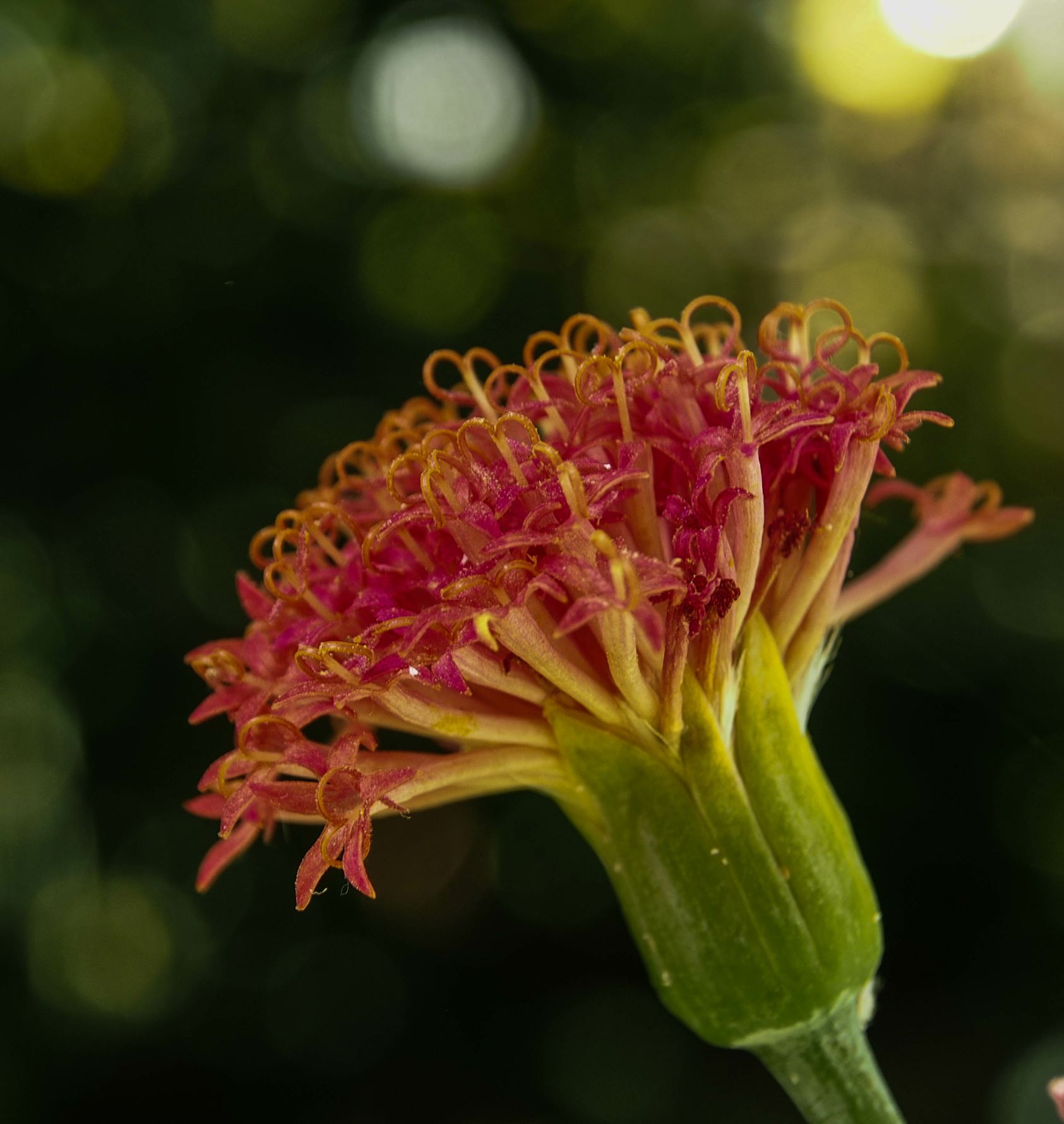 Image of Kleinia grantii