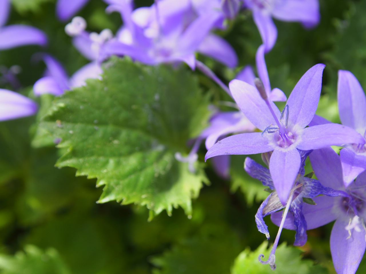Image of Campanula fenestrellata