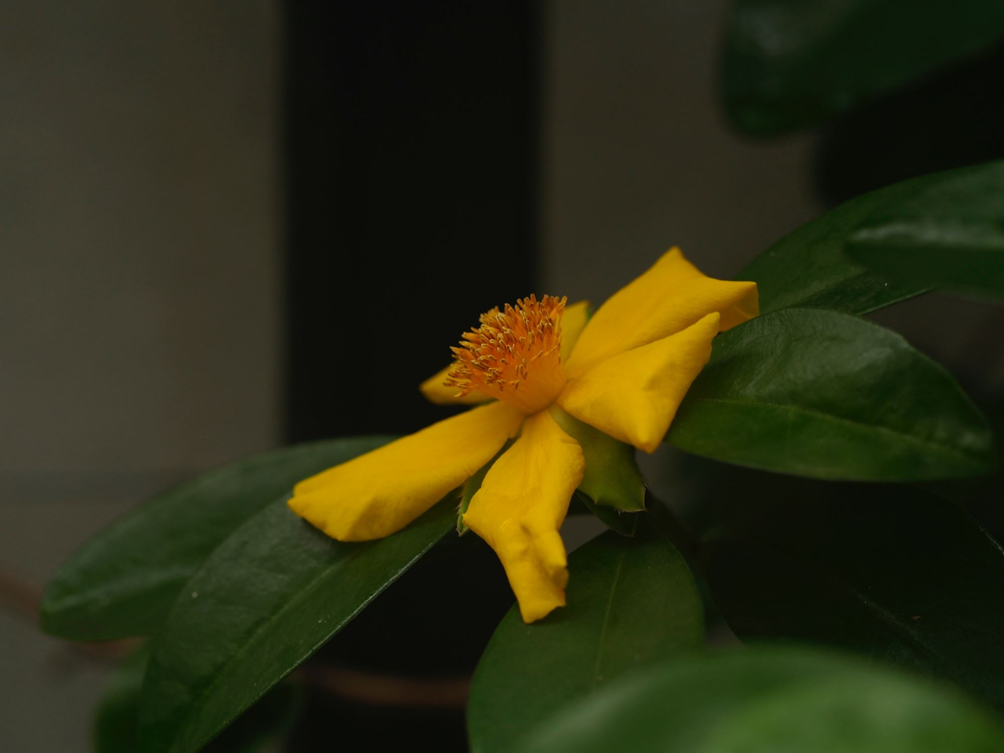 Image of Hibbertia scandens