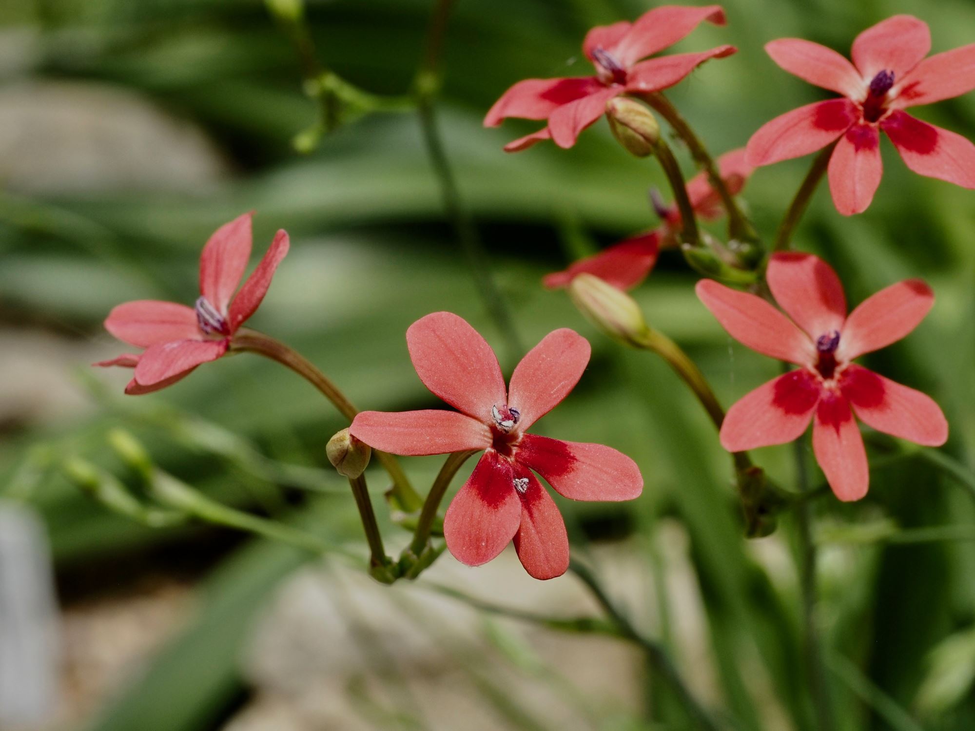 Image of Freesia laxa