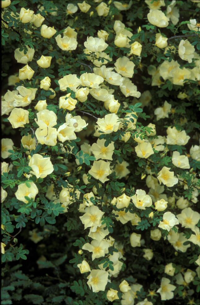 Image of Rosa Ã— pteragonis 'Cantabrigiensis'