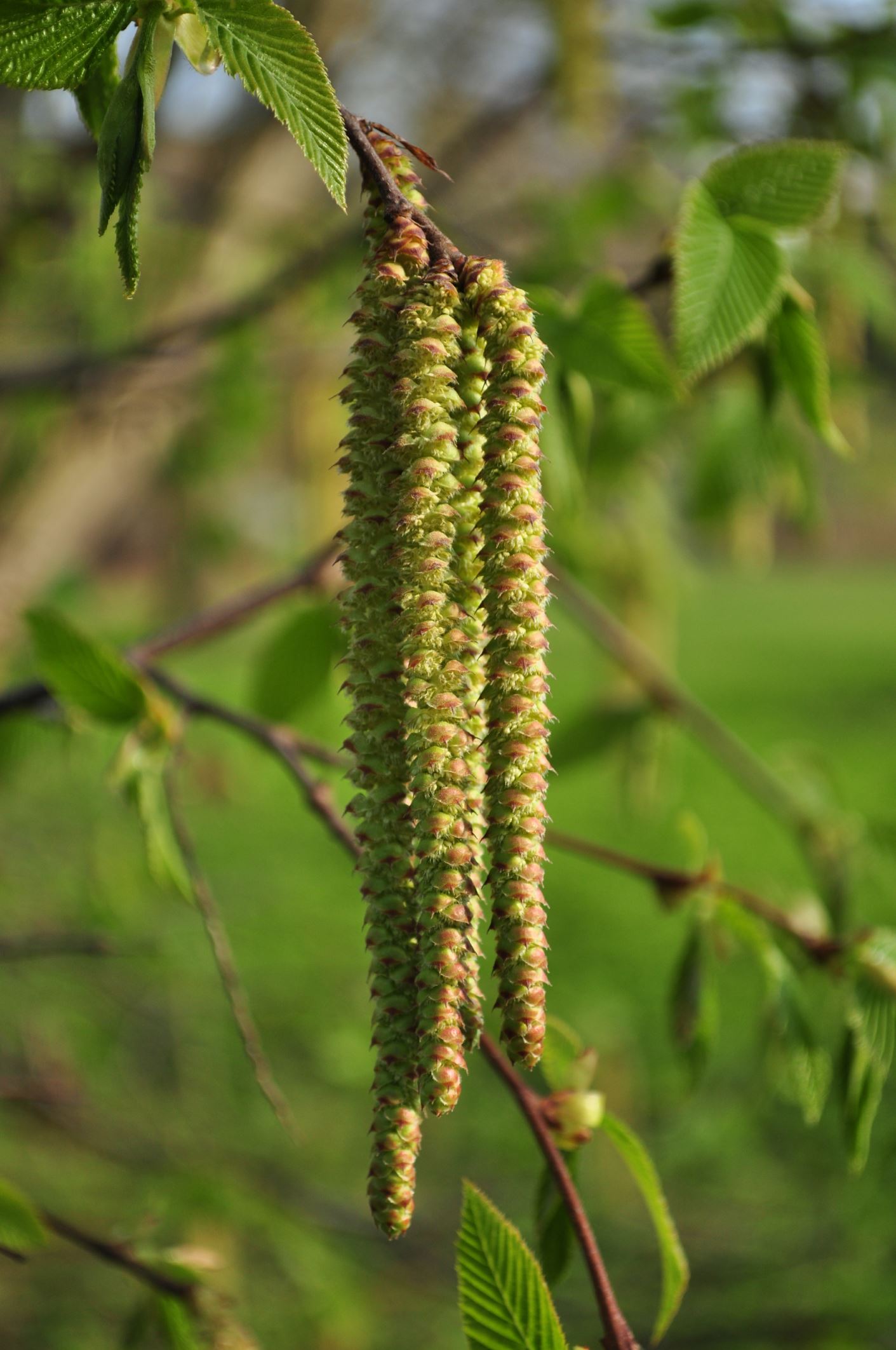 Image of Ostrya carpinifolia