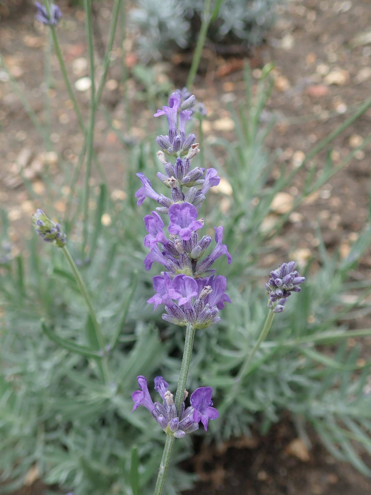 Image of Lavandula angustifolia subsp. angustifolia 'Mailette'