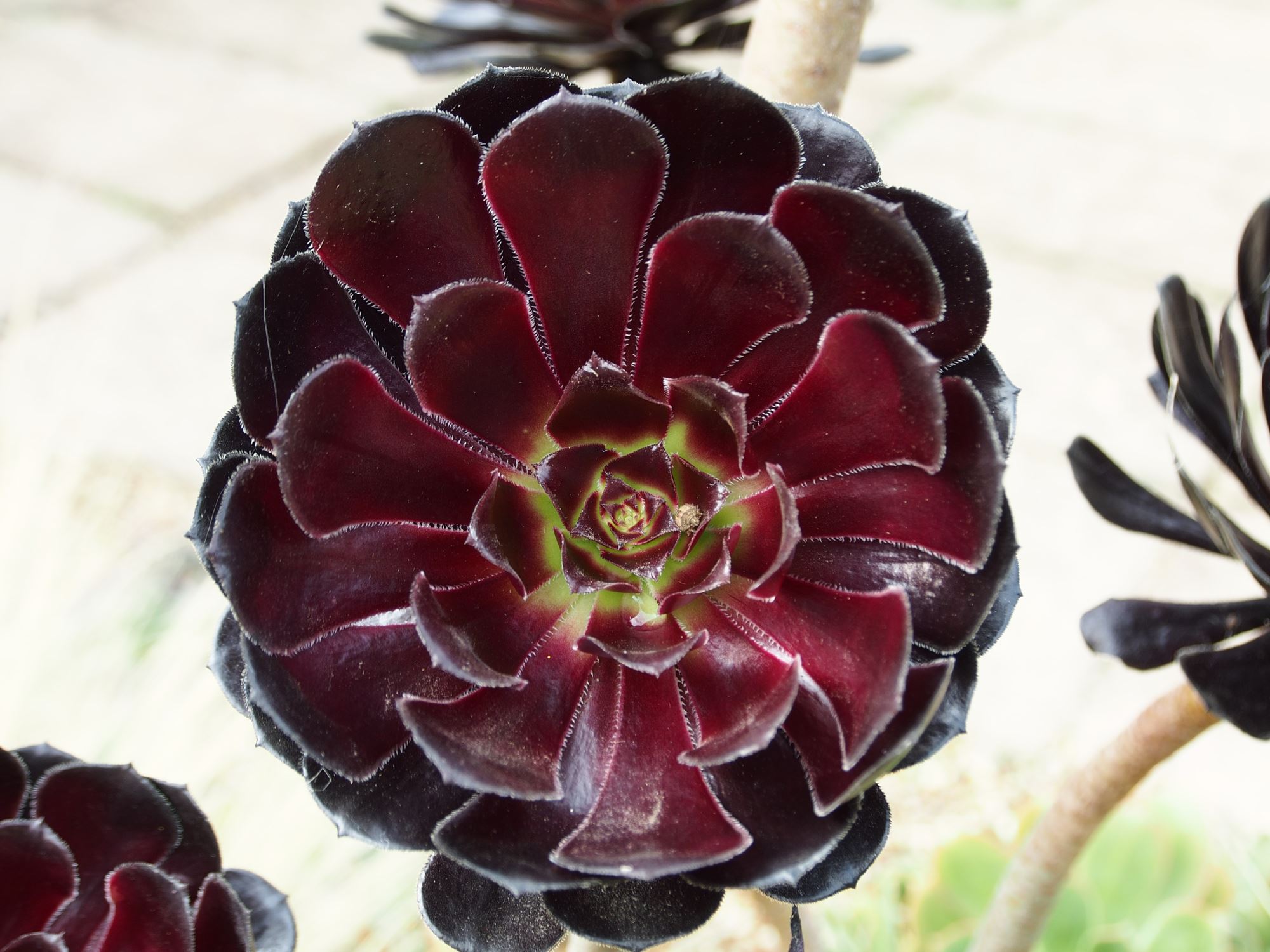 Image of Aeonium 'Zwartkop'