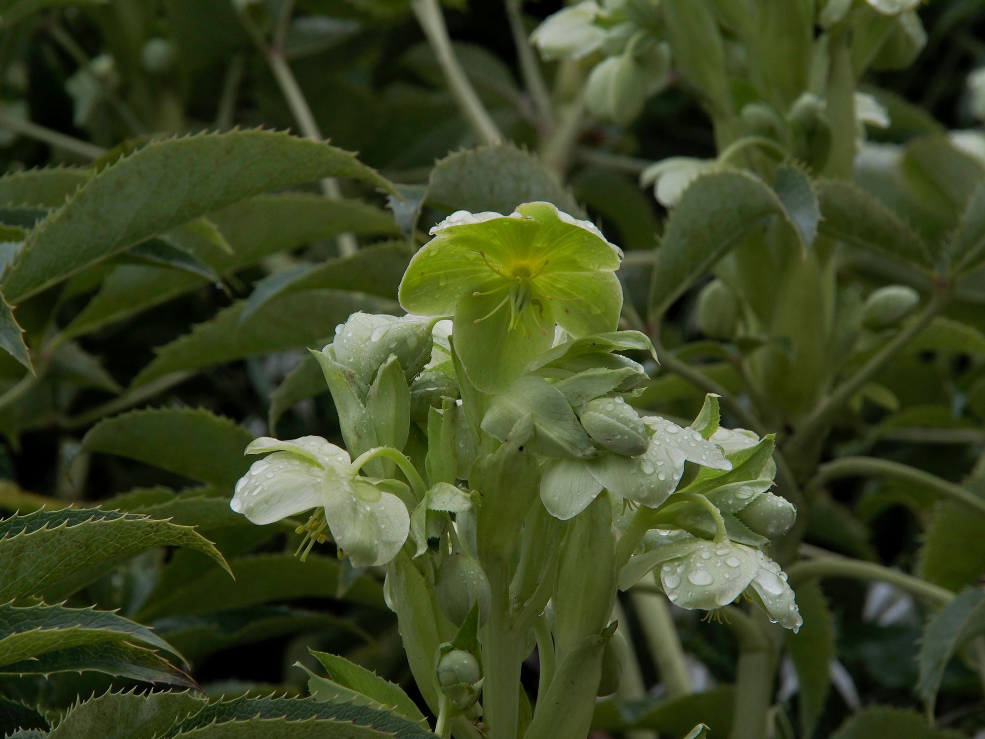 Image of Helleborus lividus subsp. corsicus