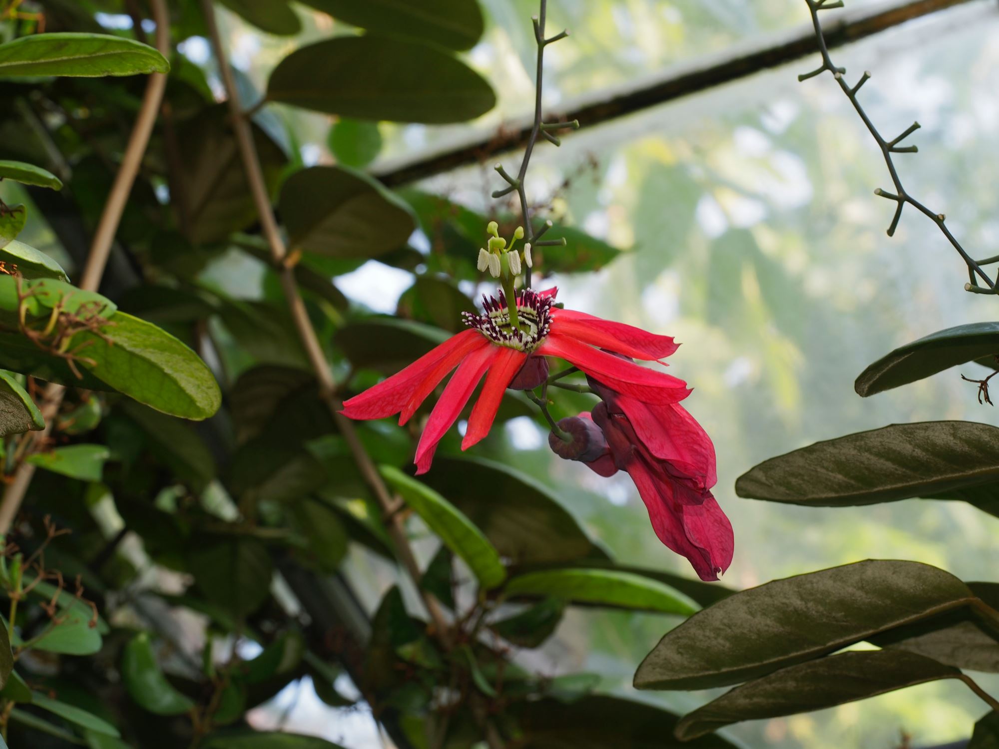 Image of Passiflora racemosa