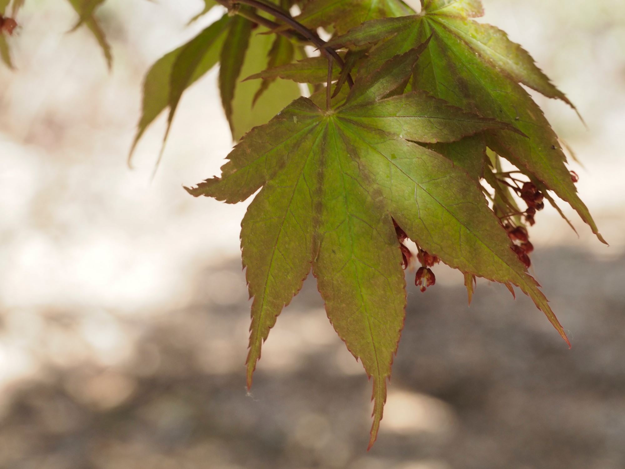 Image of Acer palmatum 'Osakazuki'