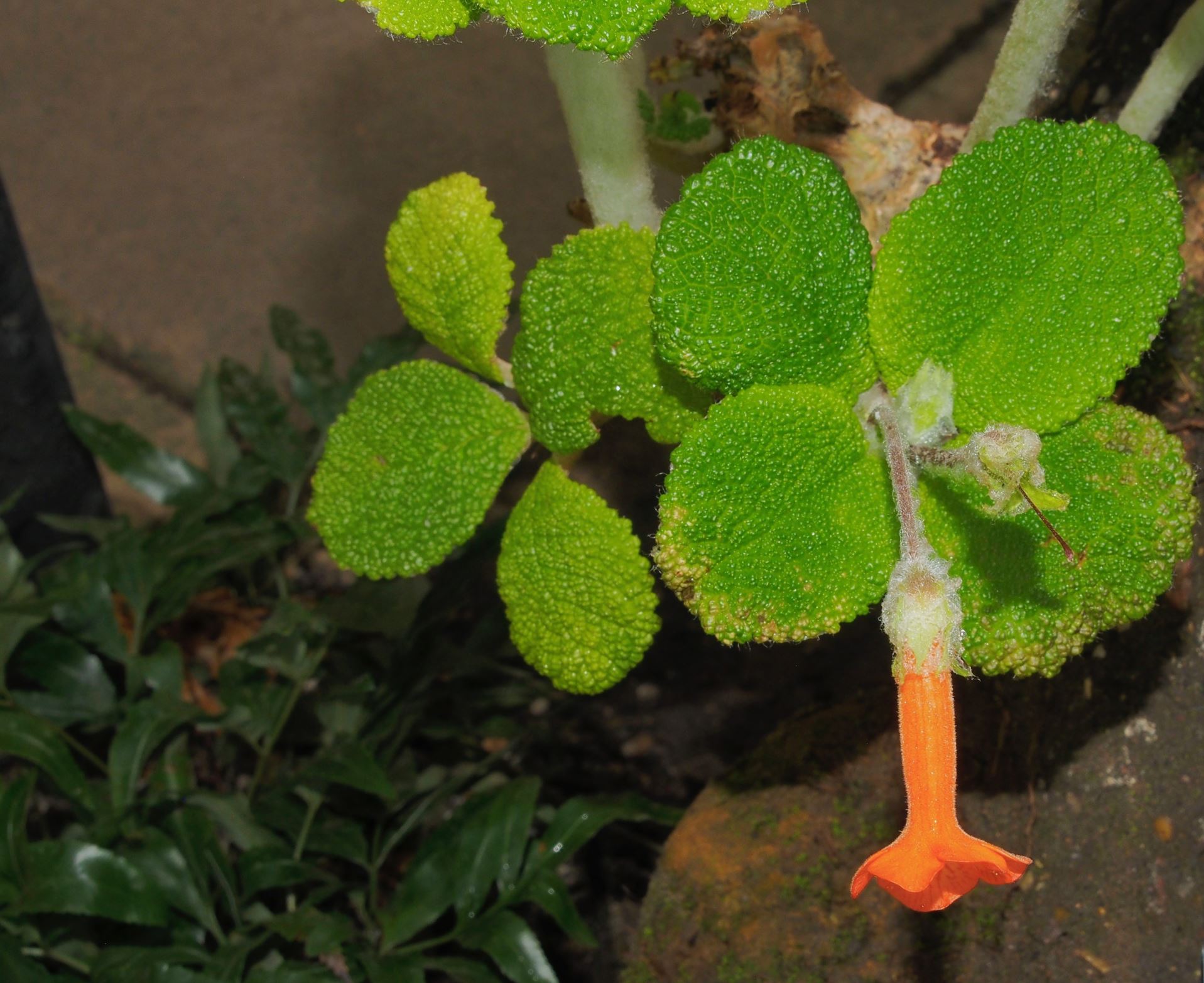 Image of Sinningia bullata