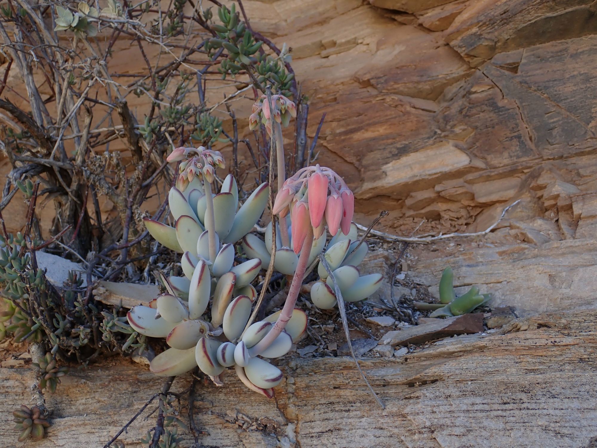 Image of Cotyledon orbiculata
