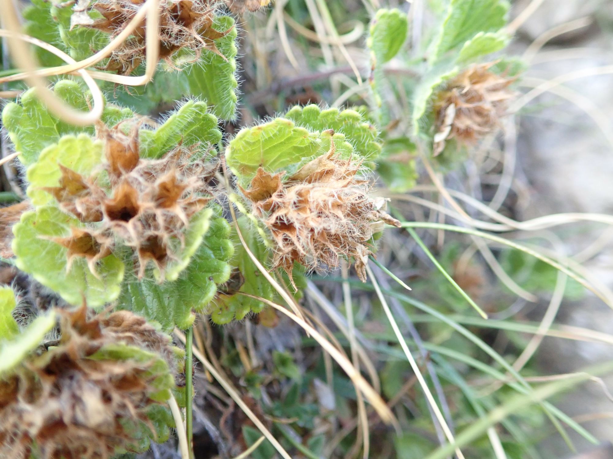 Image of Teucrium pyrenaicum