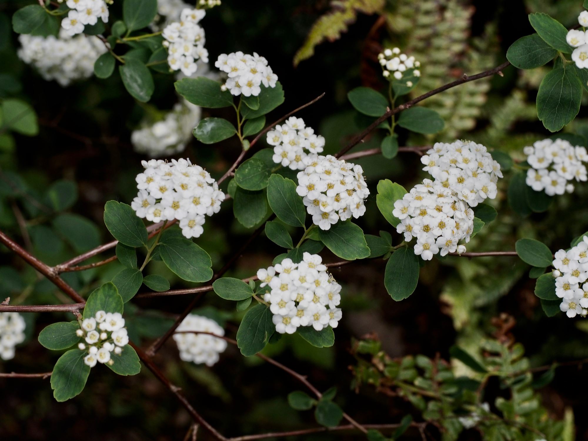 Image of Spiraea Ã— vanhouttei