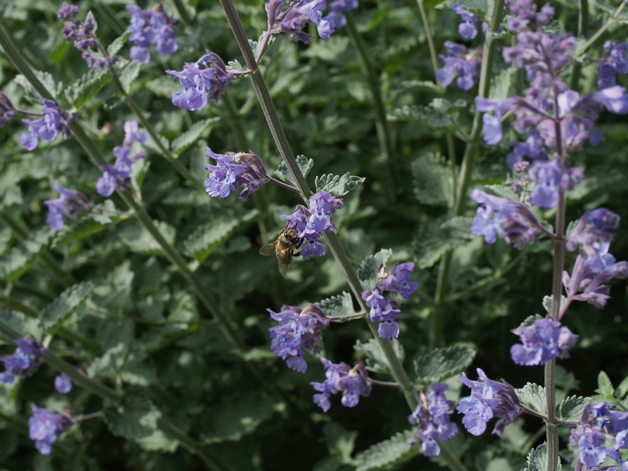 Image of Nepeta racemosa 'Walker's Low'