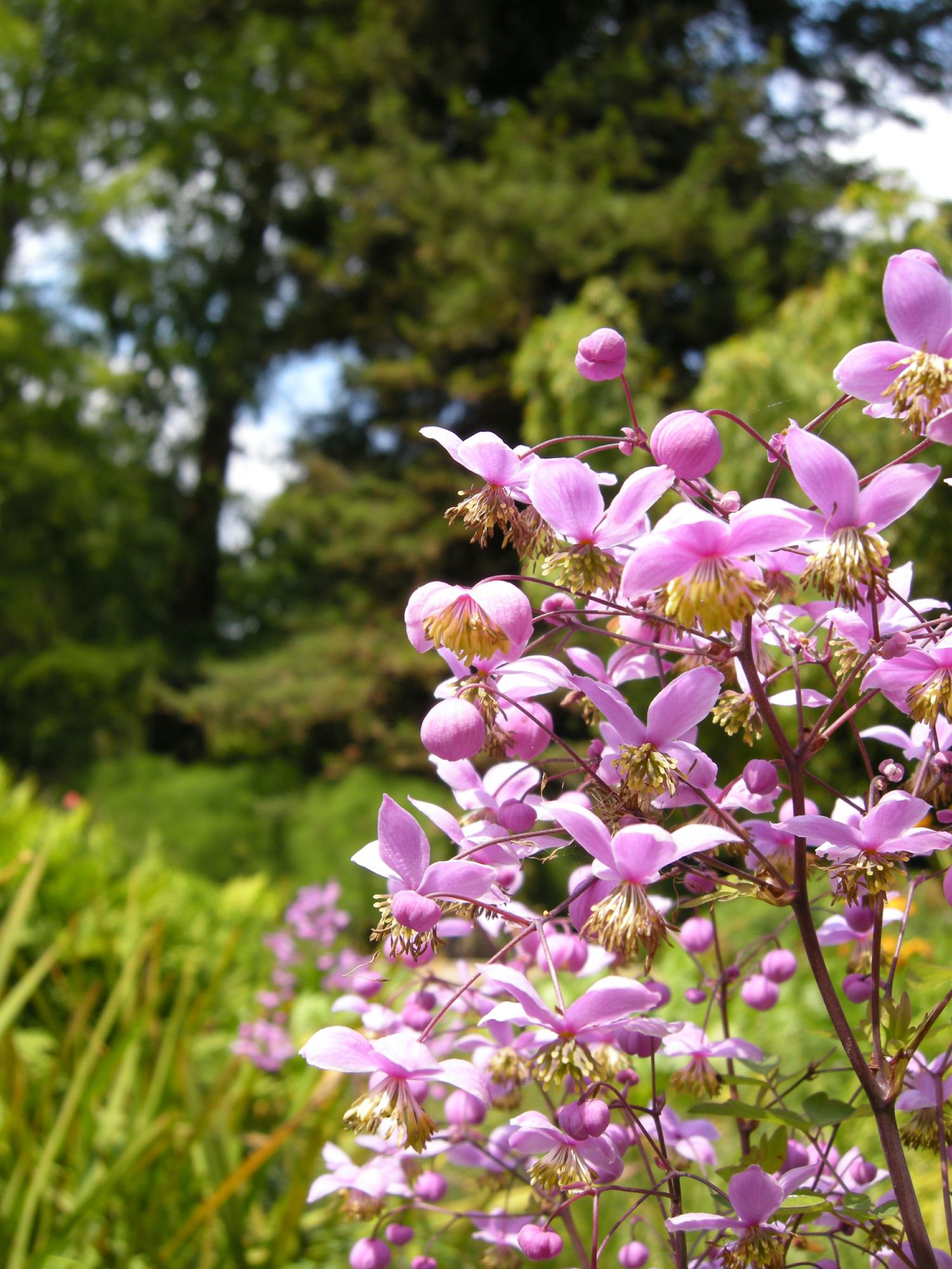 Image of Thalictrum rochebrunianum