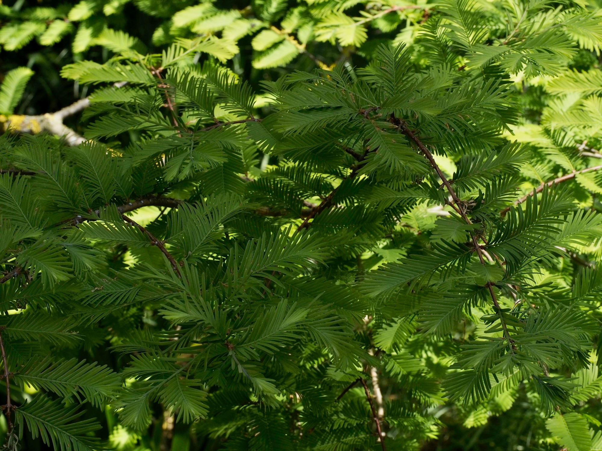 Image of Metasequoia glyptostroboides