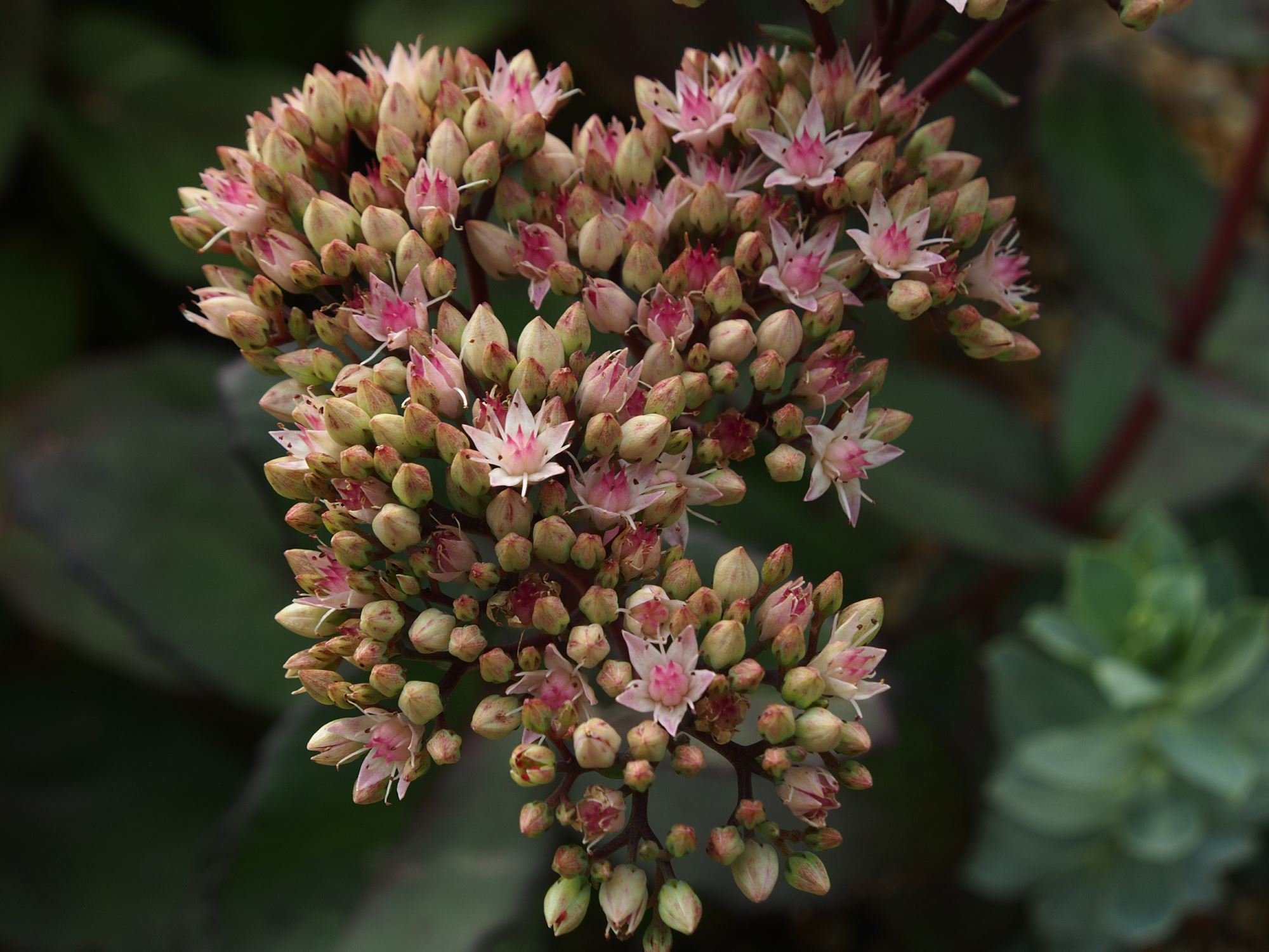 Image of Hylotelephium 'Matrona'