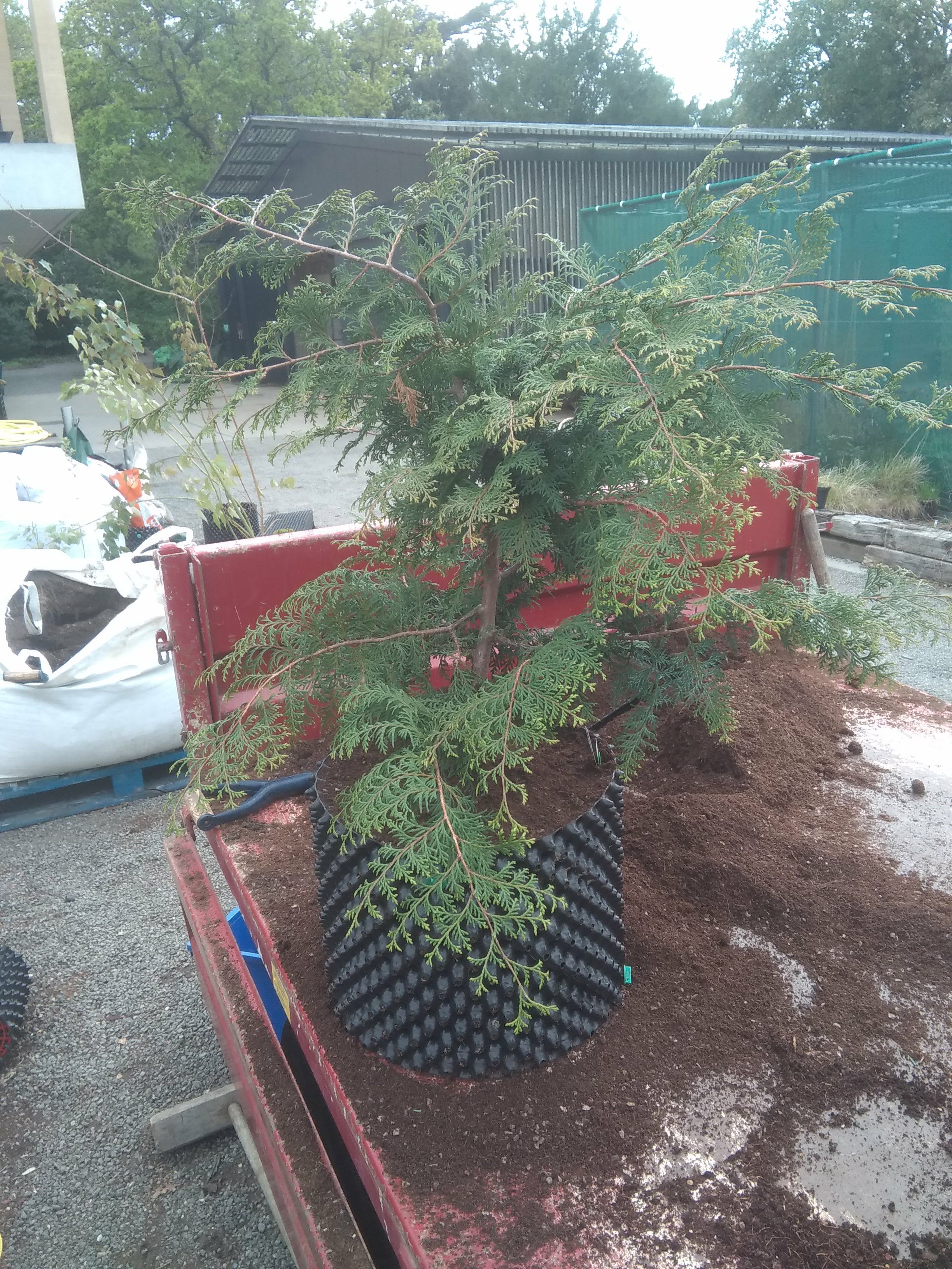 Image of Chamaecyparis obtusa