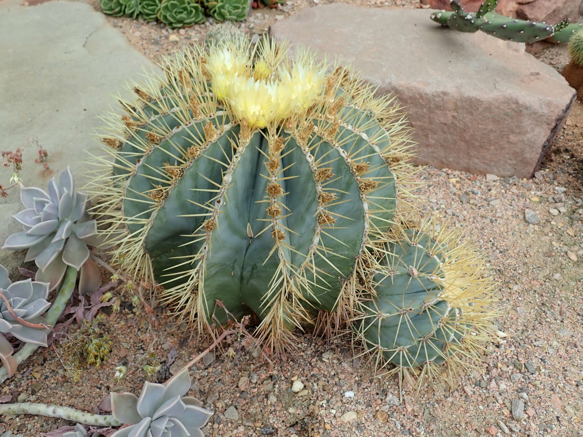 Image of Ferocactus glaucescens