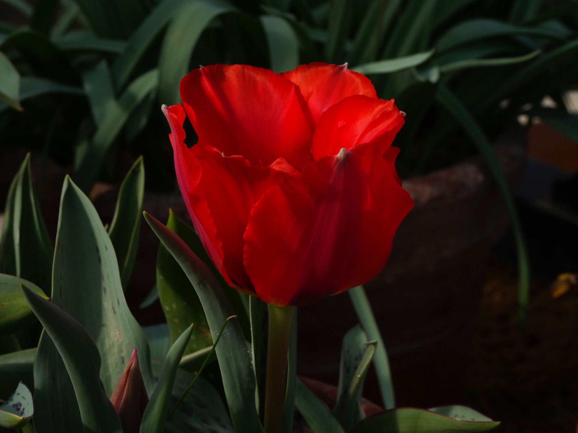 Image of Tulipa greigii