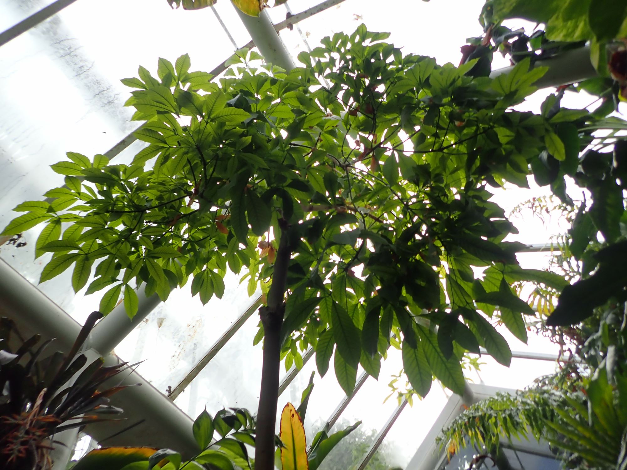 Image of Hevea brasiliensis