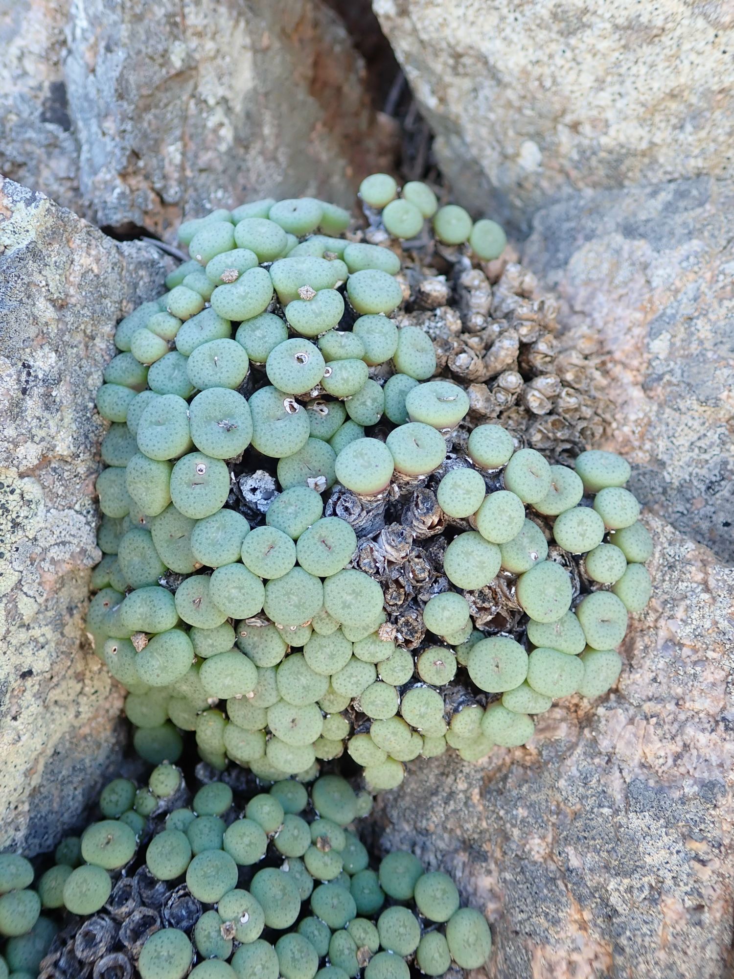 Image of Conophytum reconditum