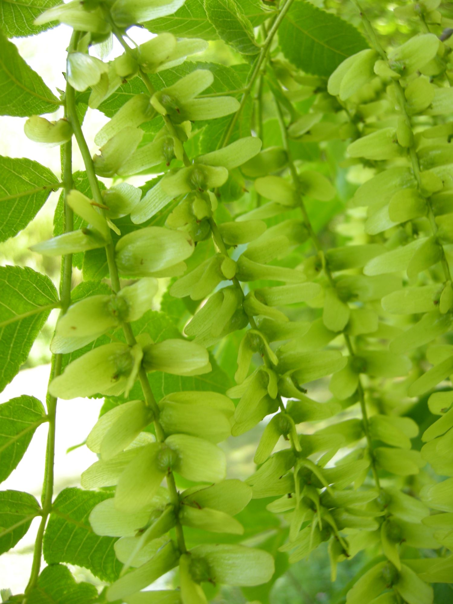 Image of Pterocarya stenoptera