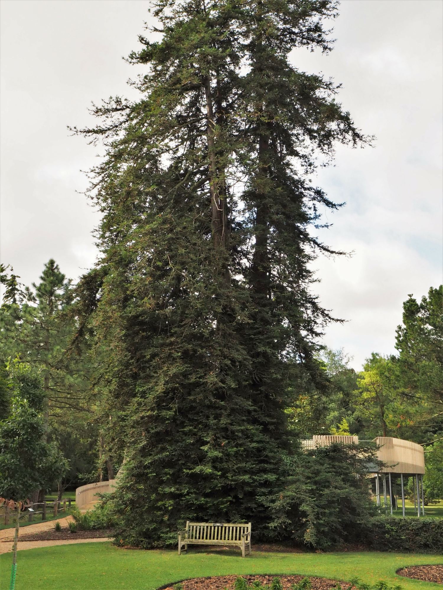 Image of Sequoia sempervirens
