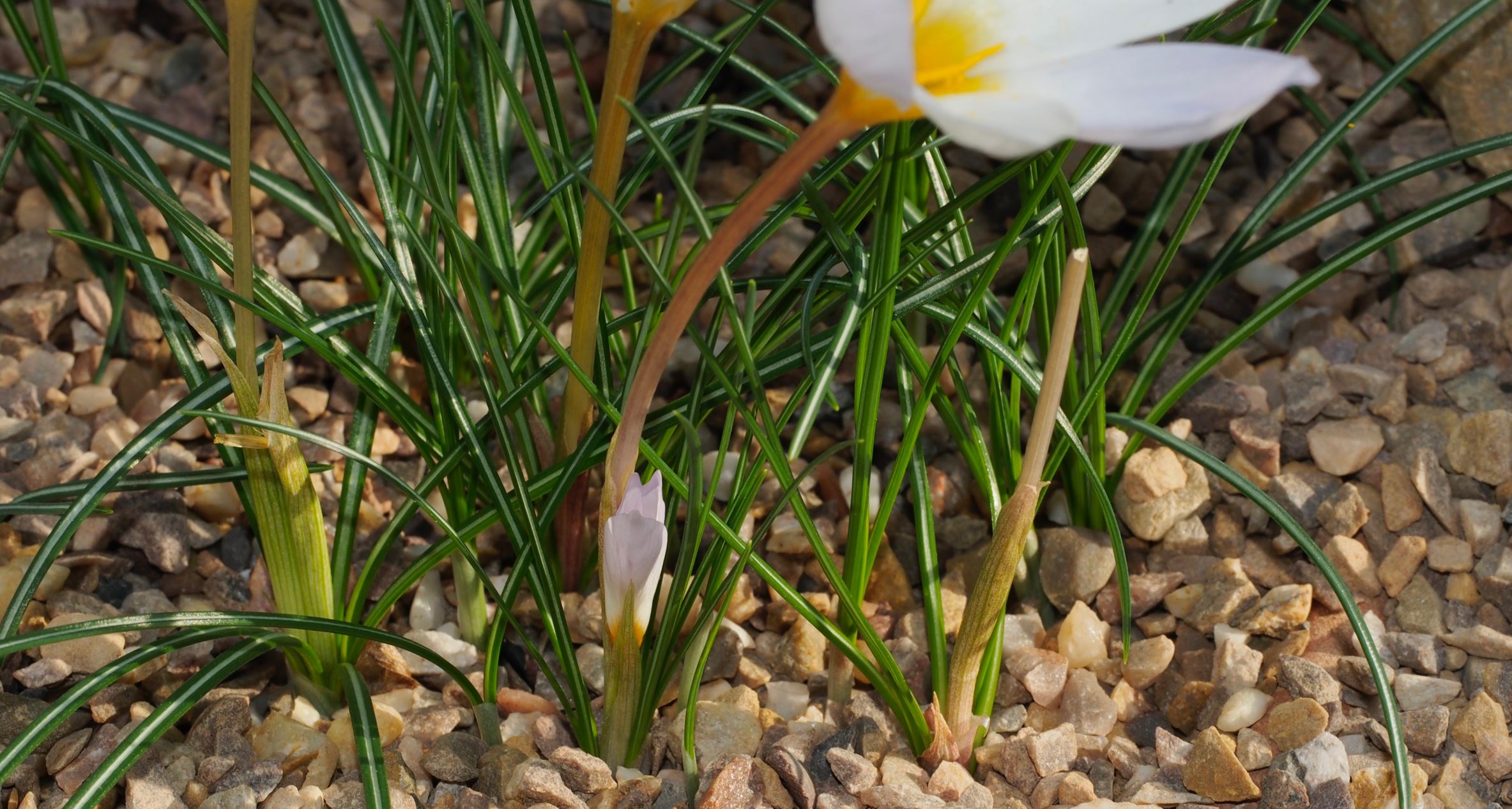 Image of Crocus niveus 'Main Blue'