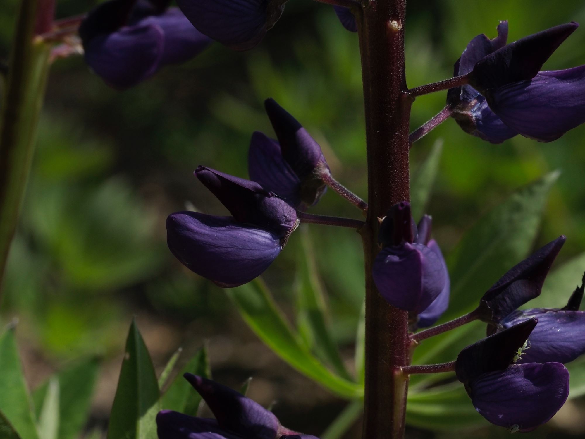 Image of Lupinus polyphyllus