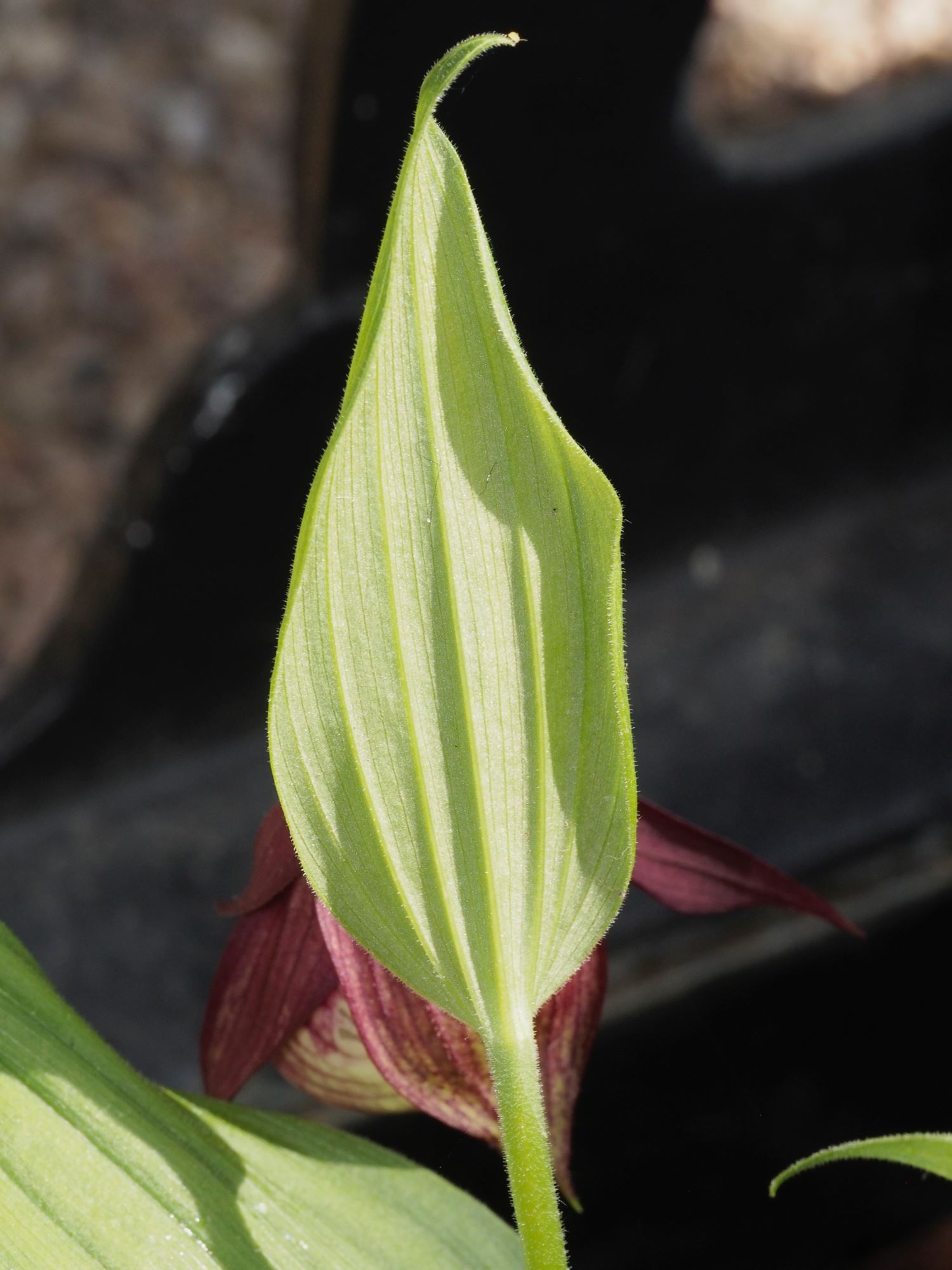 Image of Cypripedium Ã— ventricosum