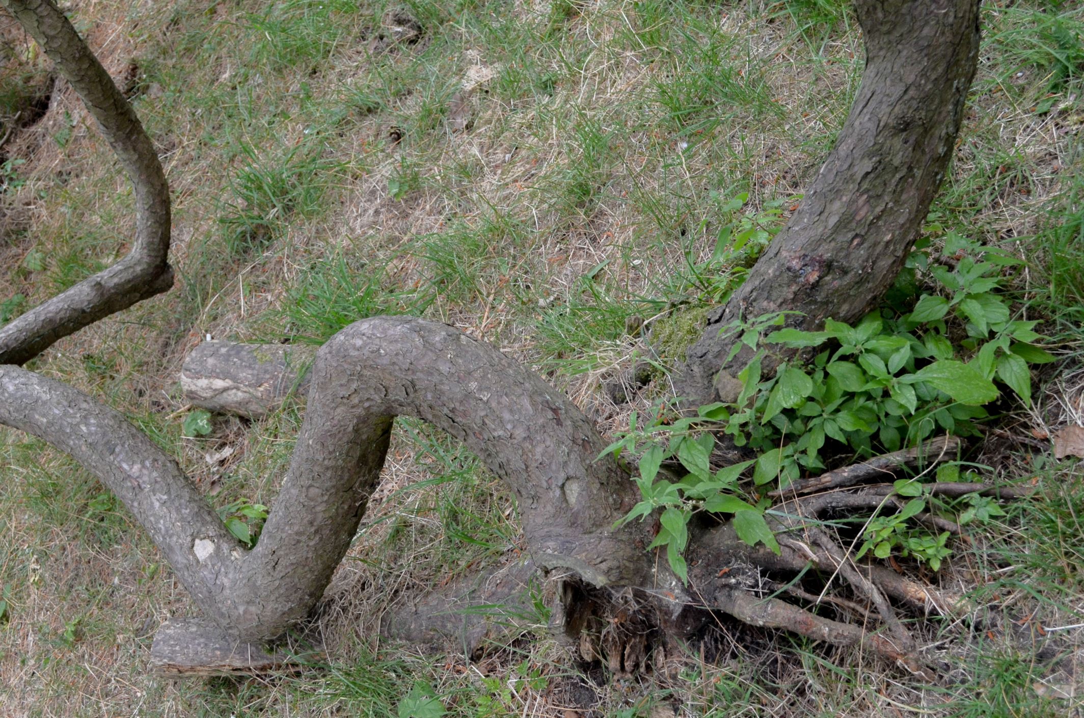 Image of Pinus mugo
