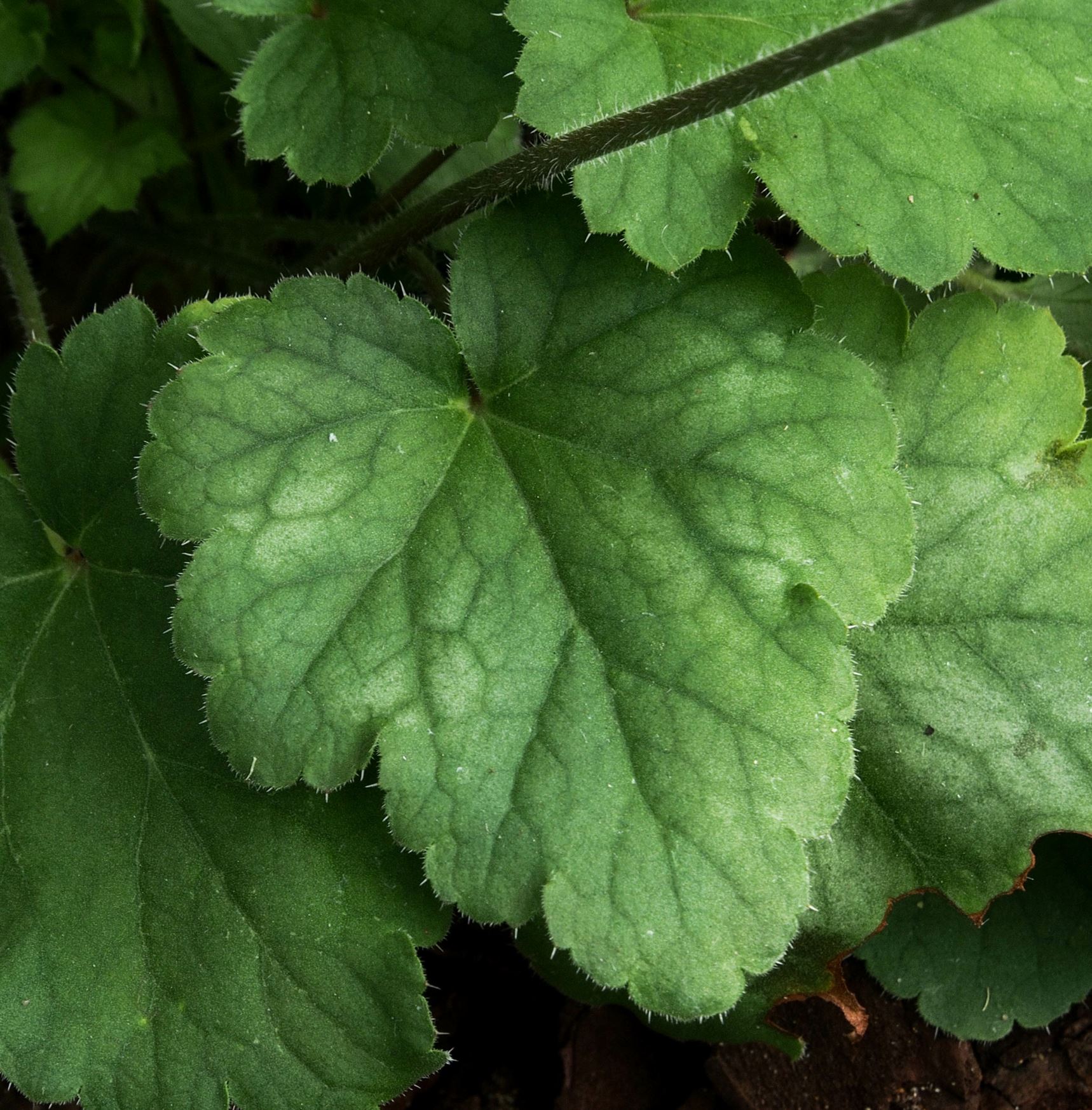 Image of Heuchera sanguinea