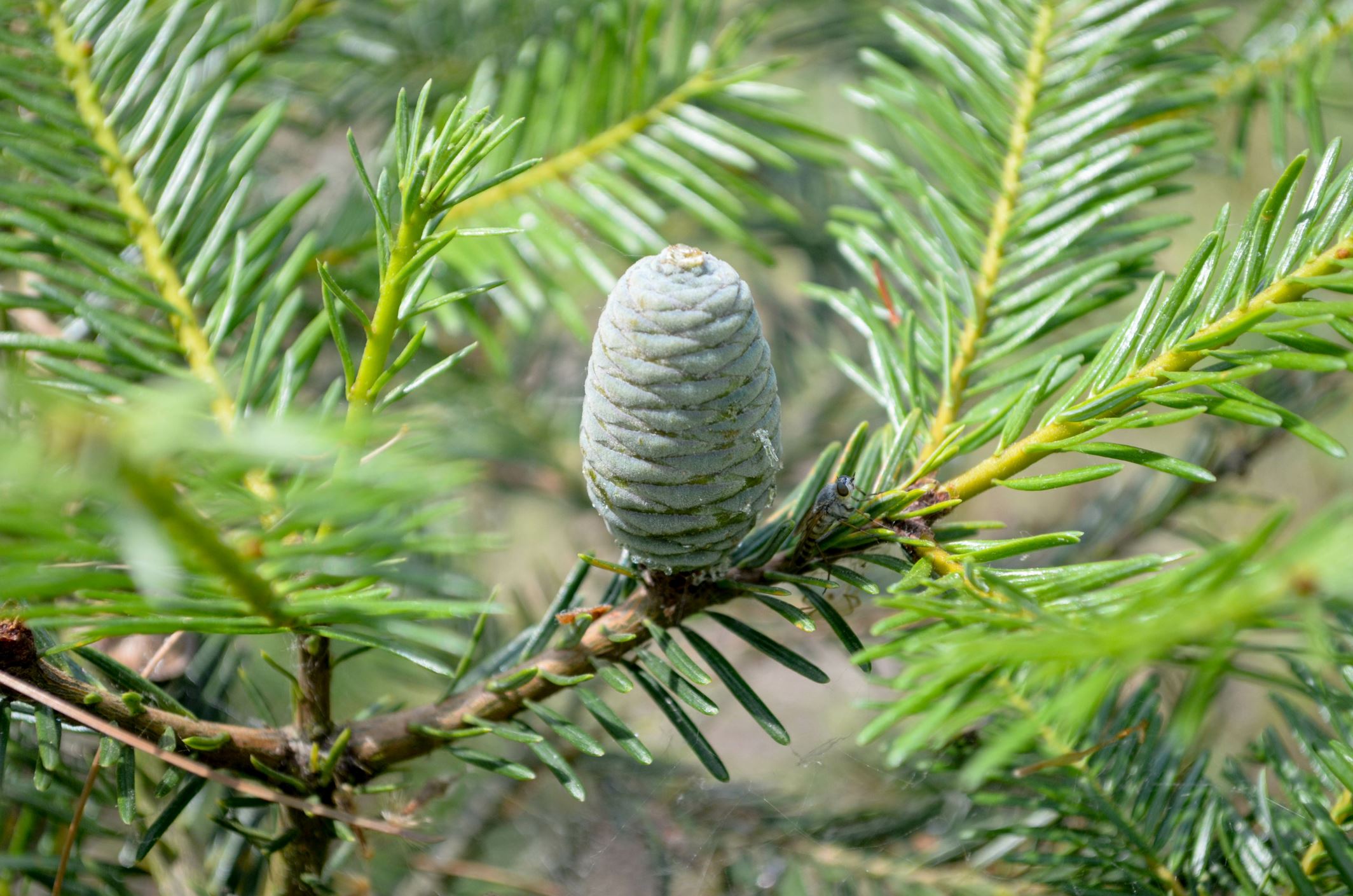 Image of Abies guatemalensis