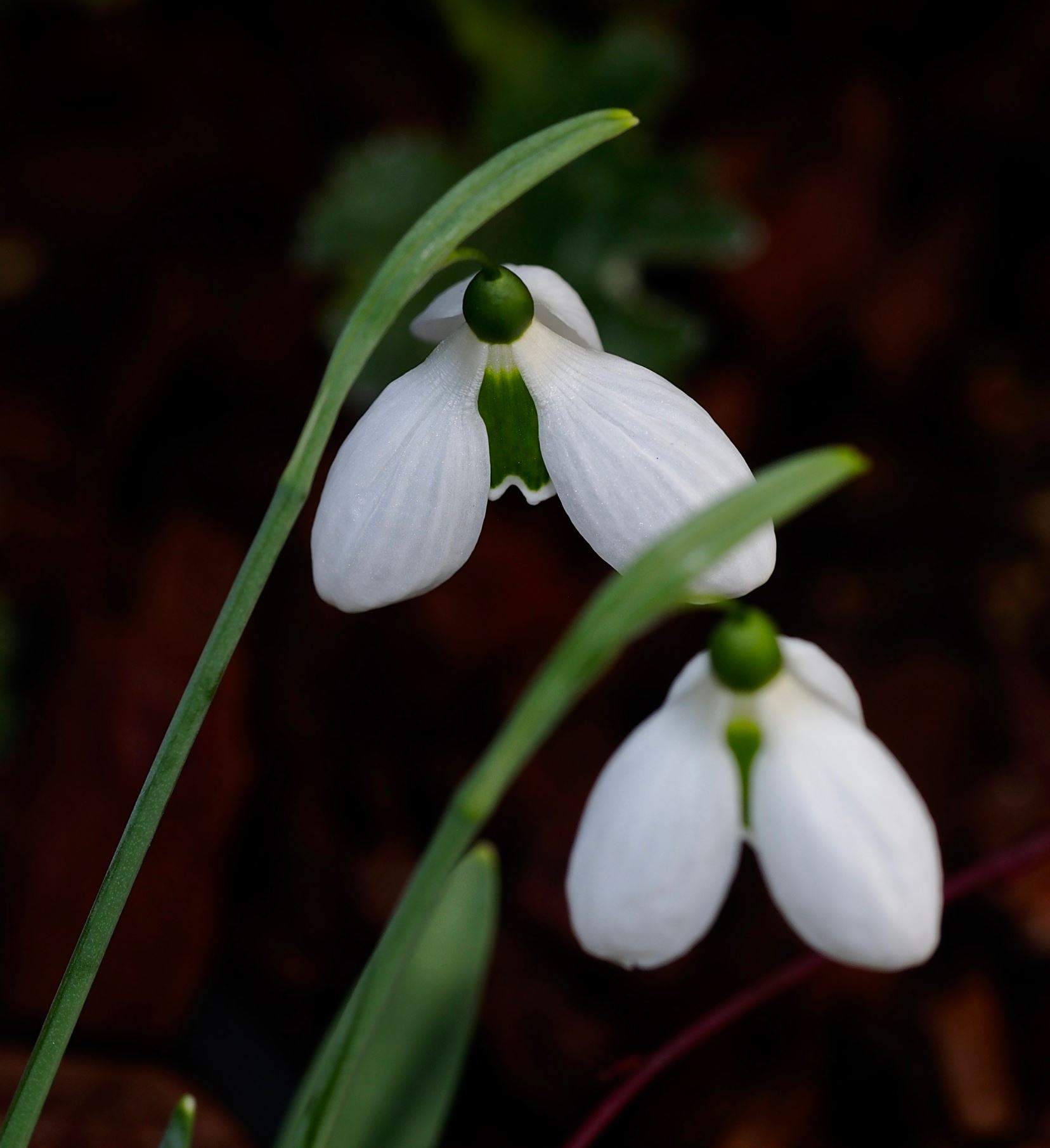 Image of Galanthus elwesii 'Melanie Broughton'