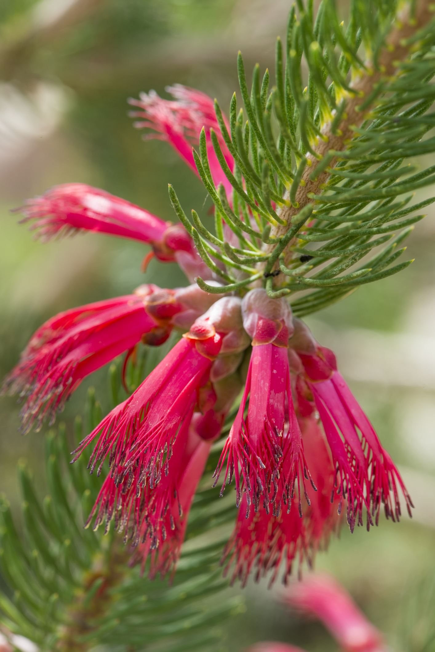 Image of Calothamnus quadrifidus 'Starlight'