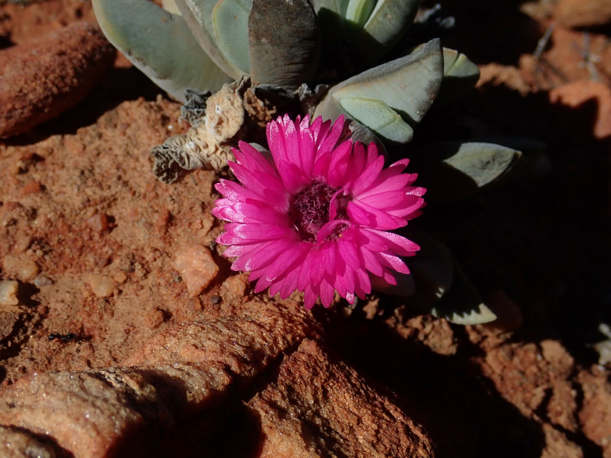 Image of Cheiridopsis purpurea