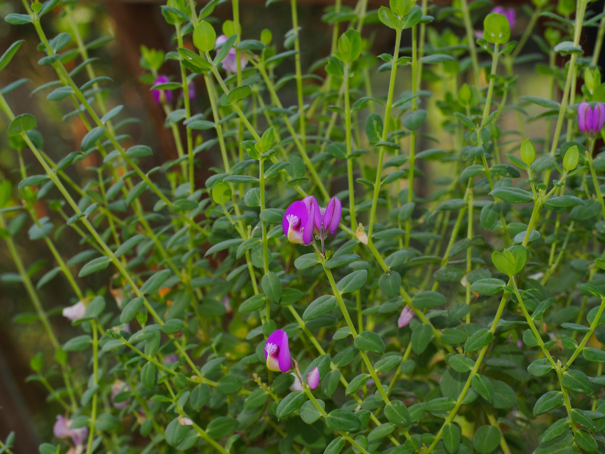 Image of Polygala fruticosa