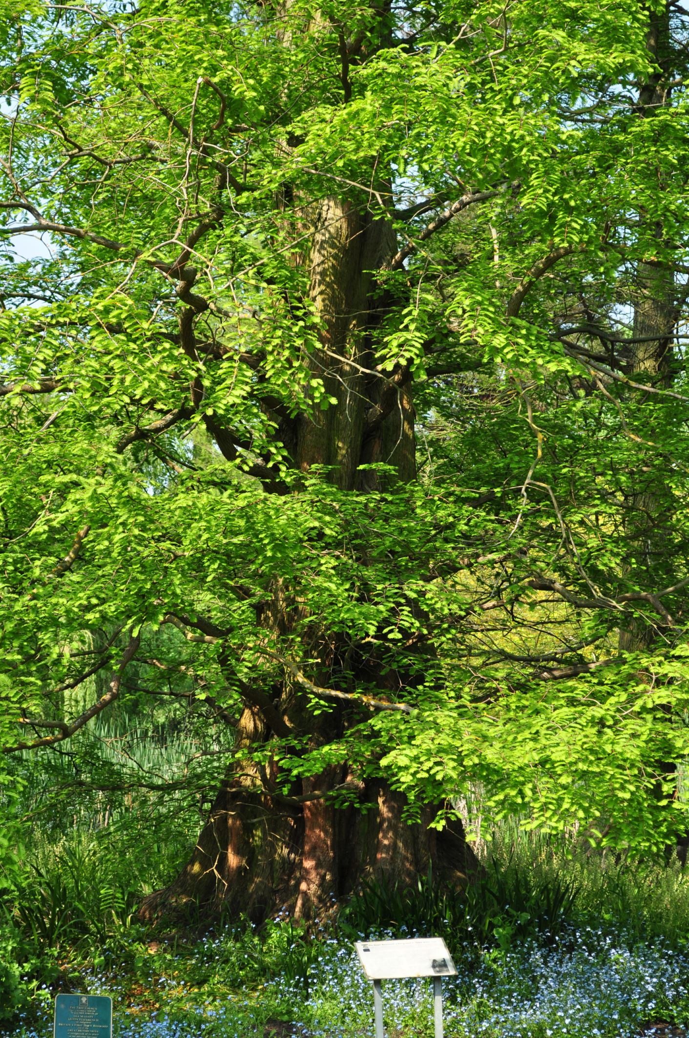 Image of Metasequoia glyptostroboides