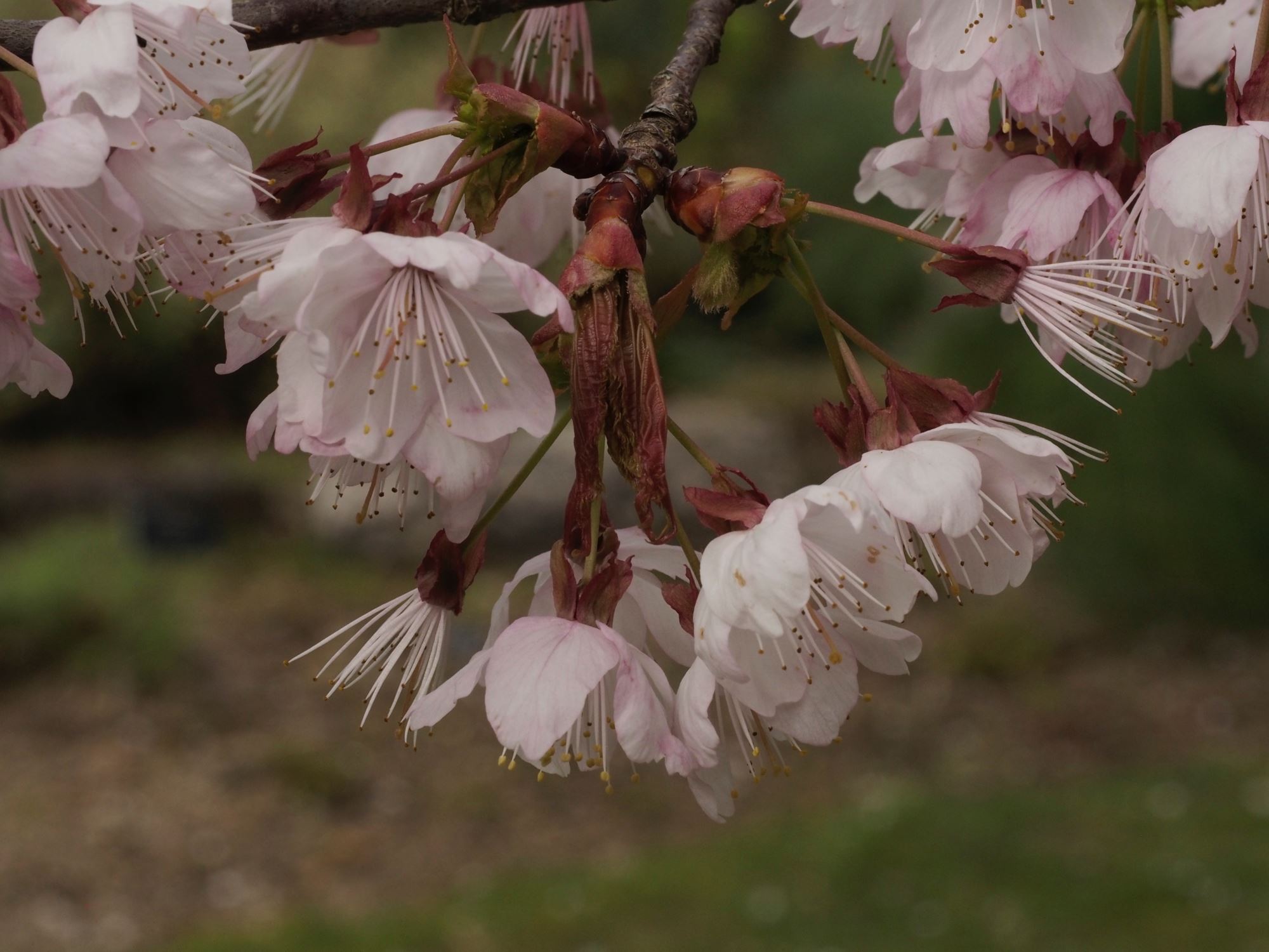 Image of Prunus cyclamina