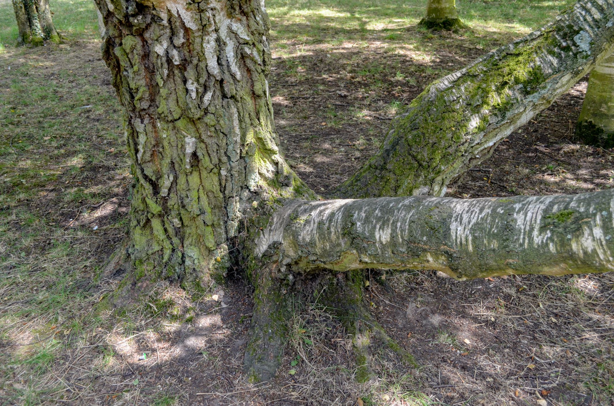 Image of Betula pendula subsp. pendula