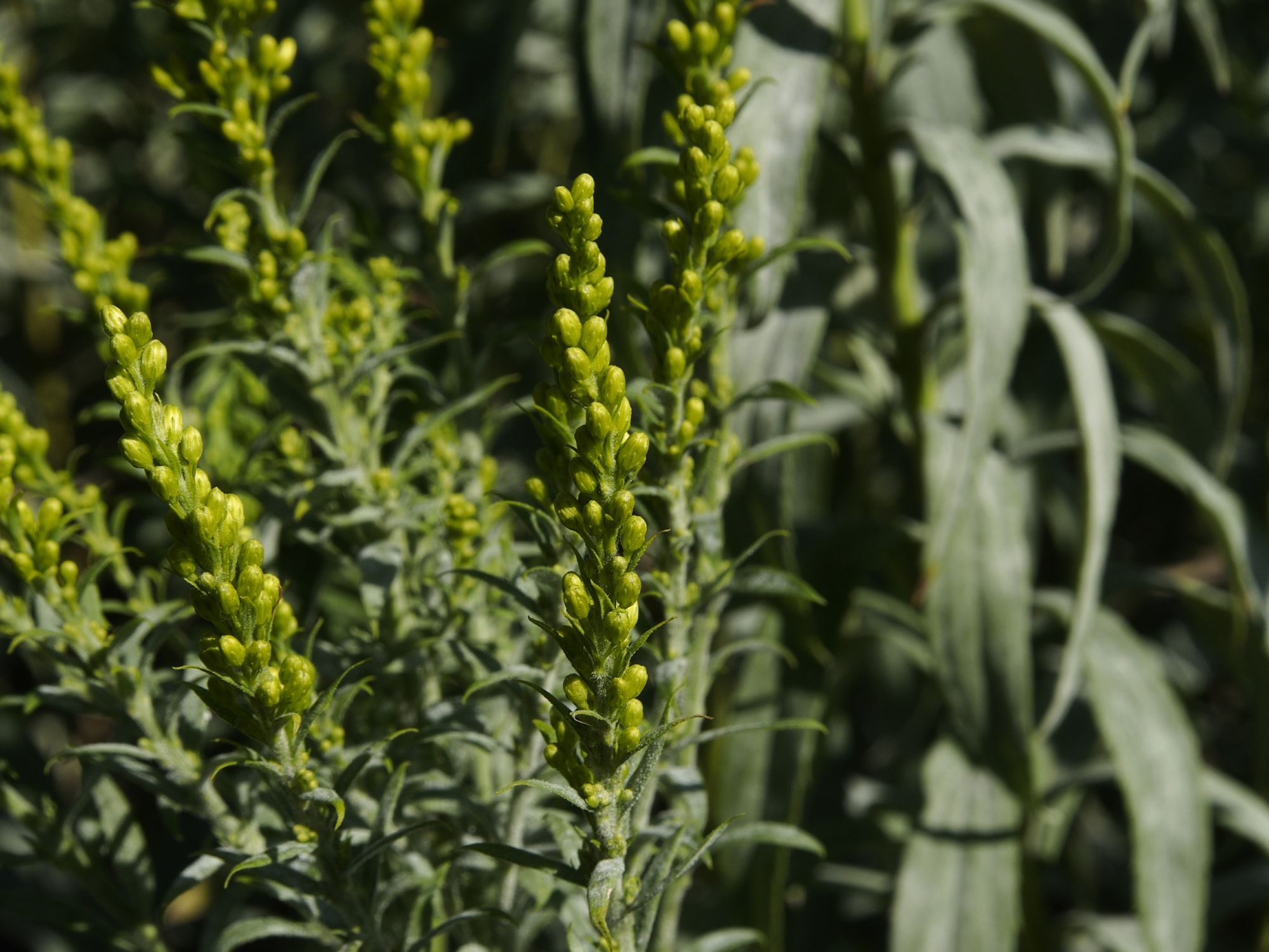 Image of Solidago glomerata