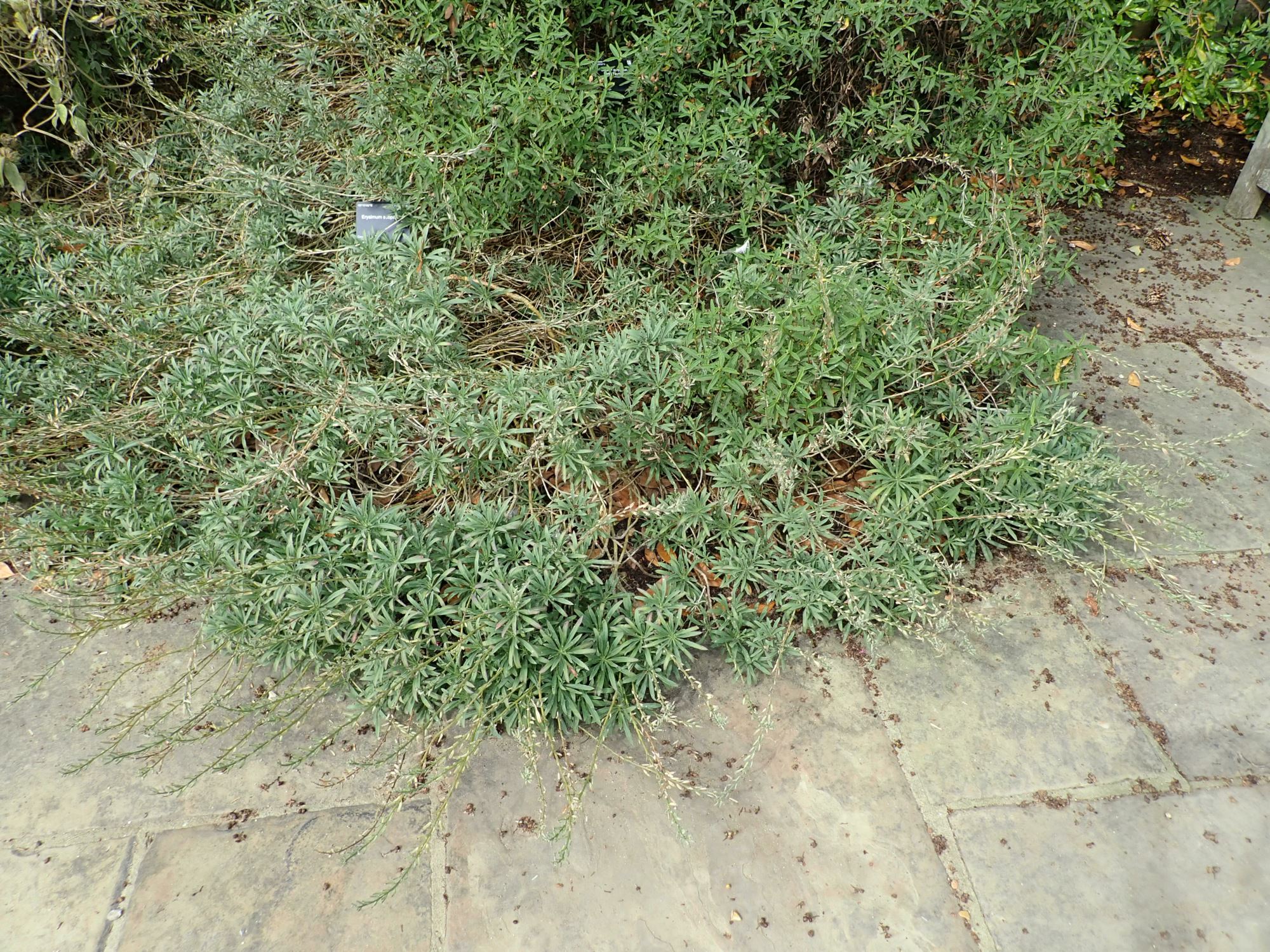 Image of Erysimum scoparium