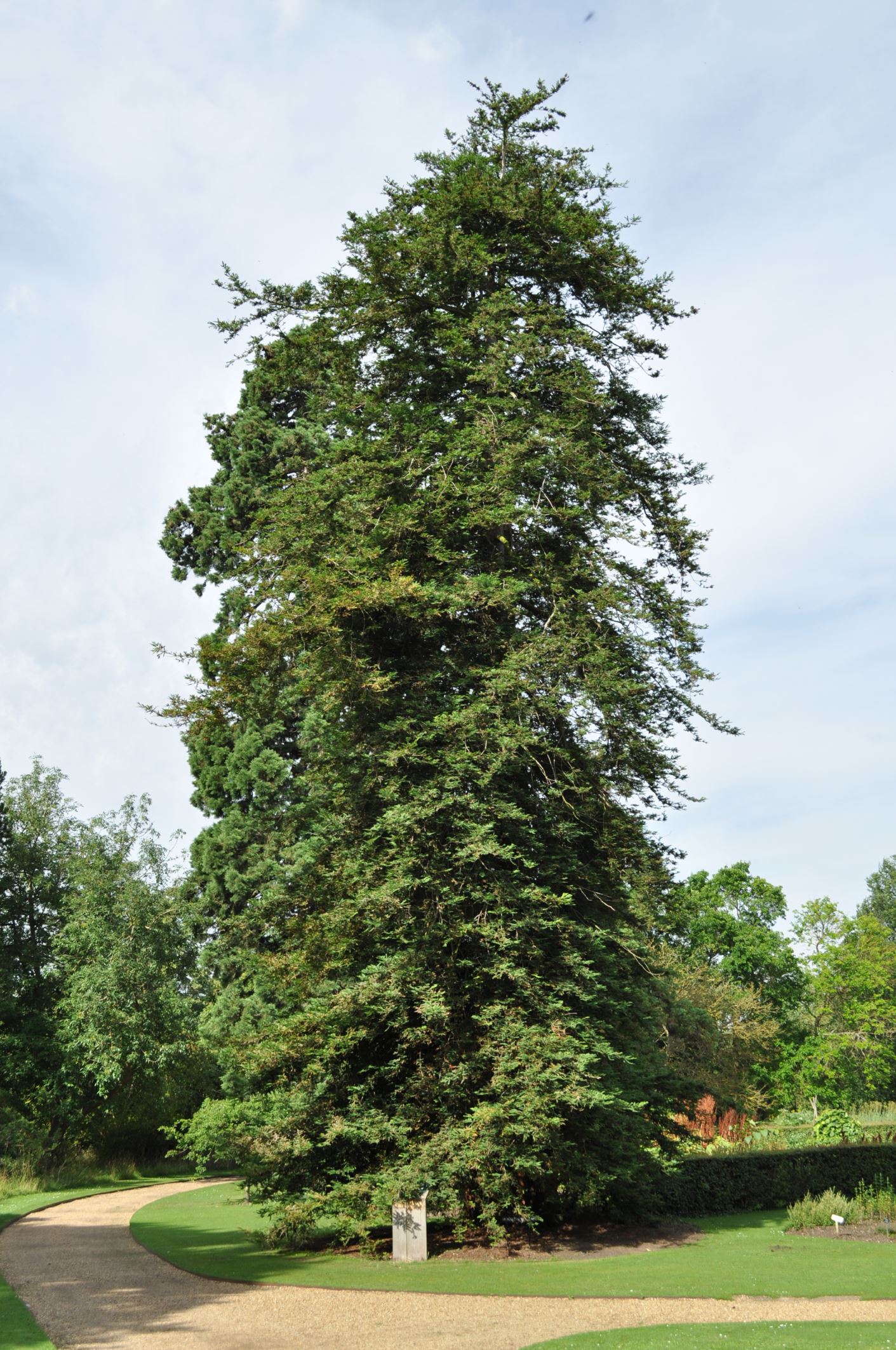 Image of Sequoia sempervirens
