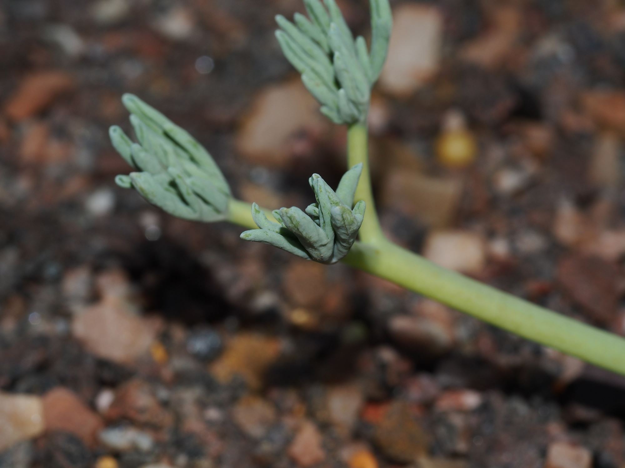 Image of Leontice leontopetalum subsp. ewersmannii
