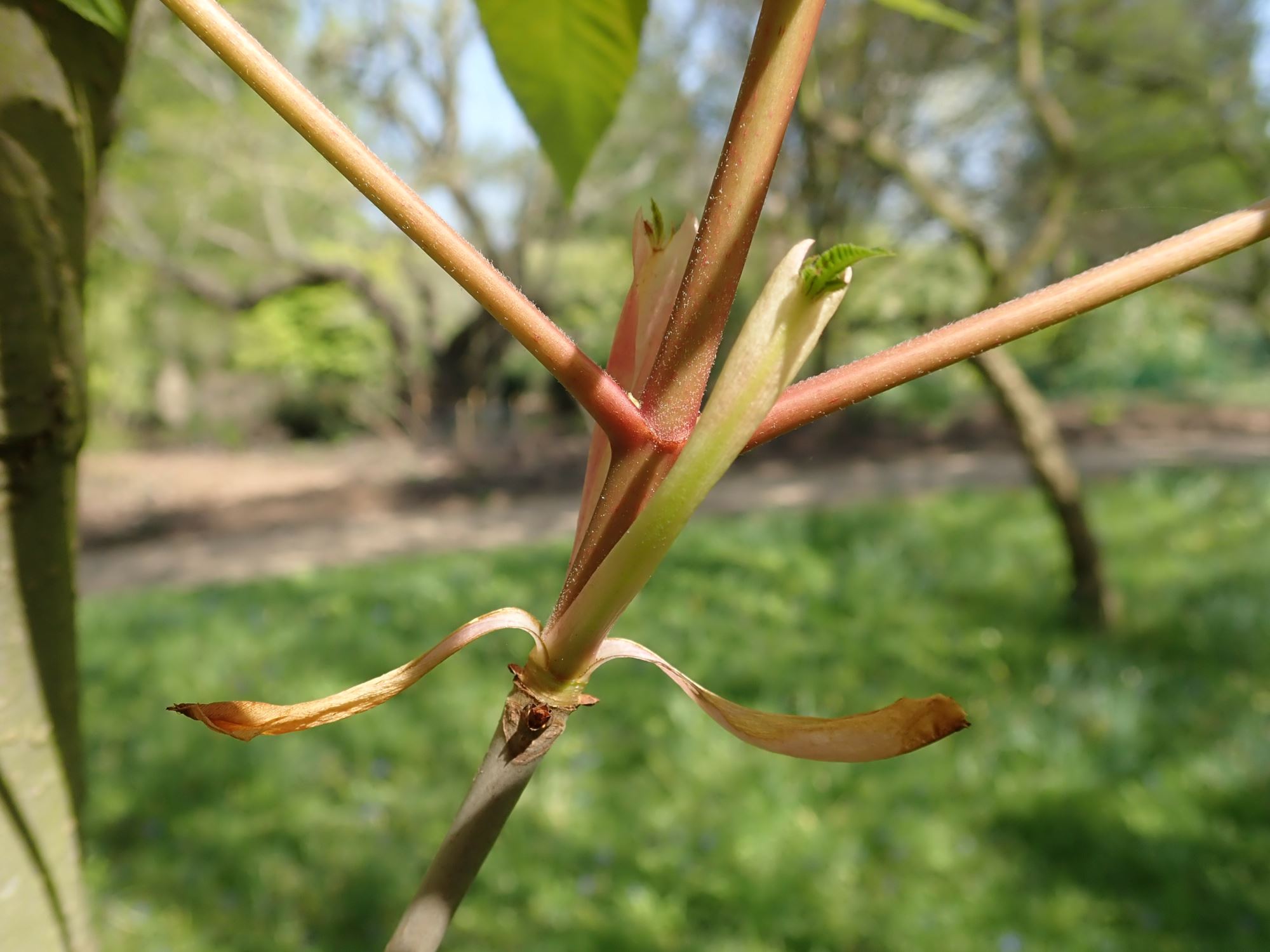 Image of Aesculus pavia