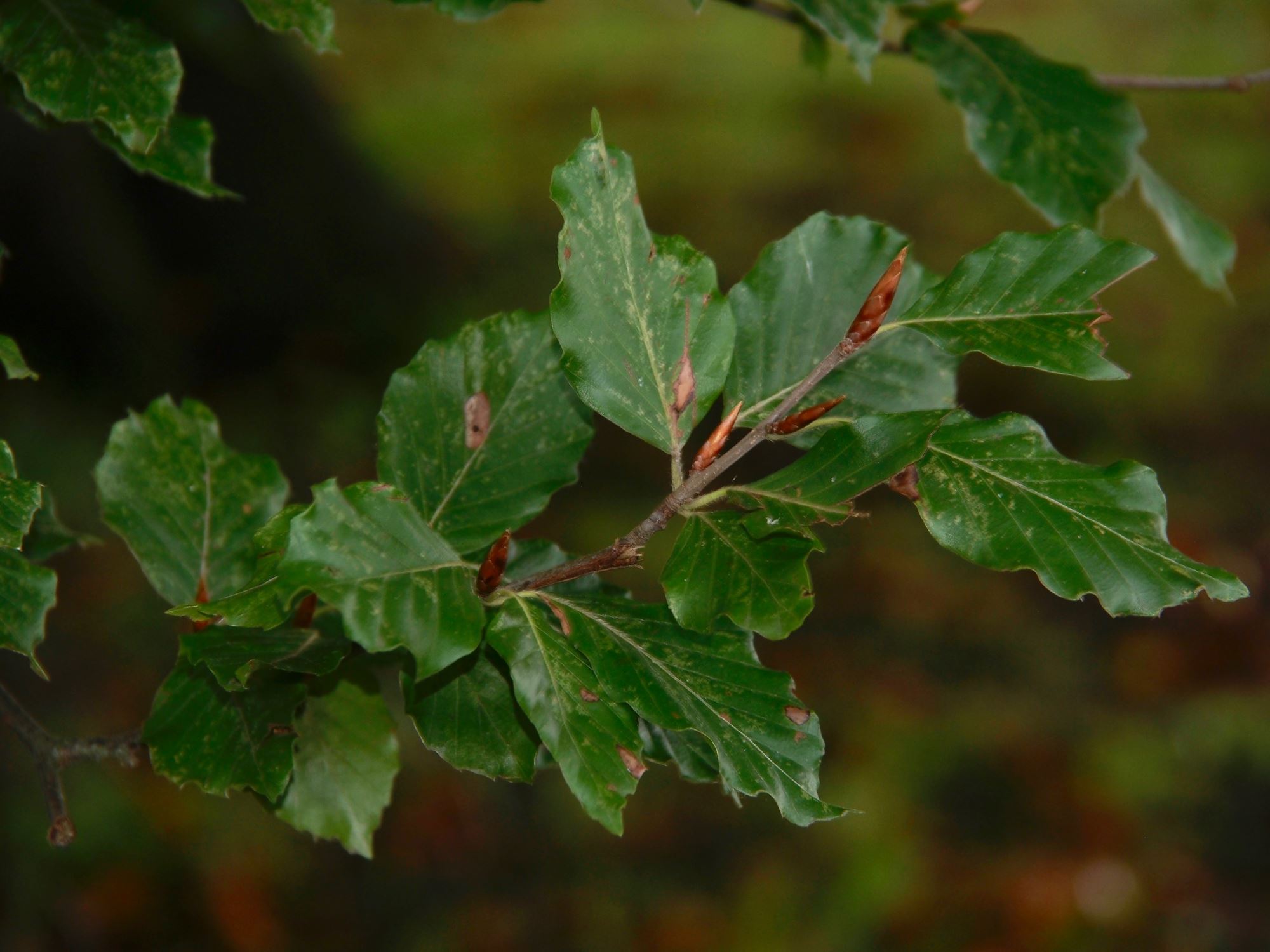Image of Fagus sylvatica