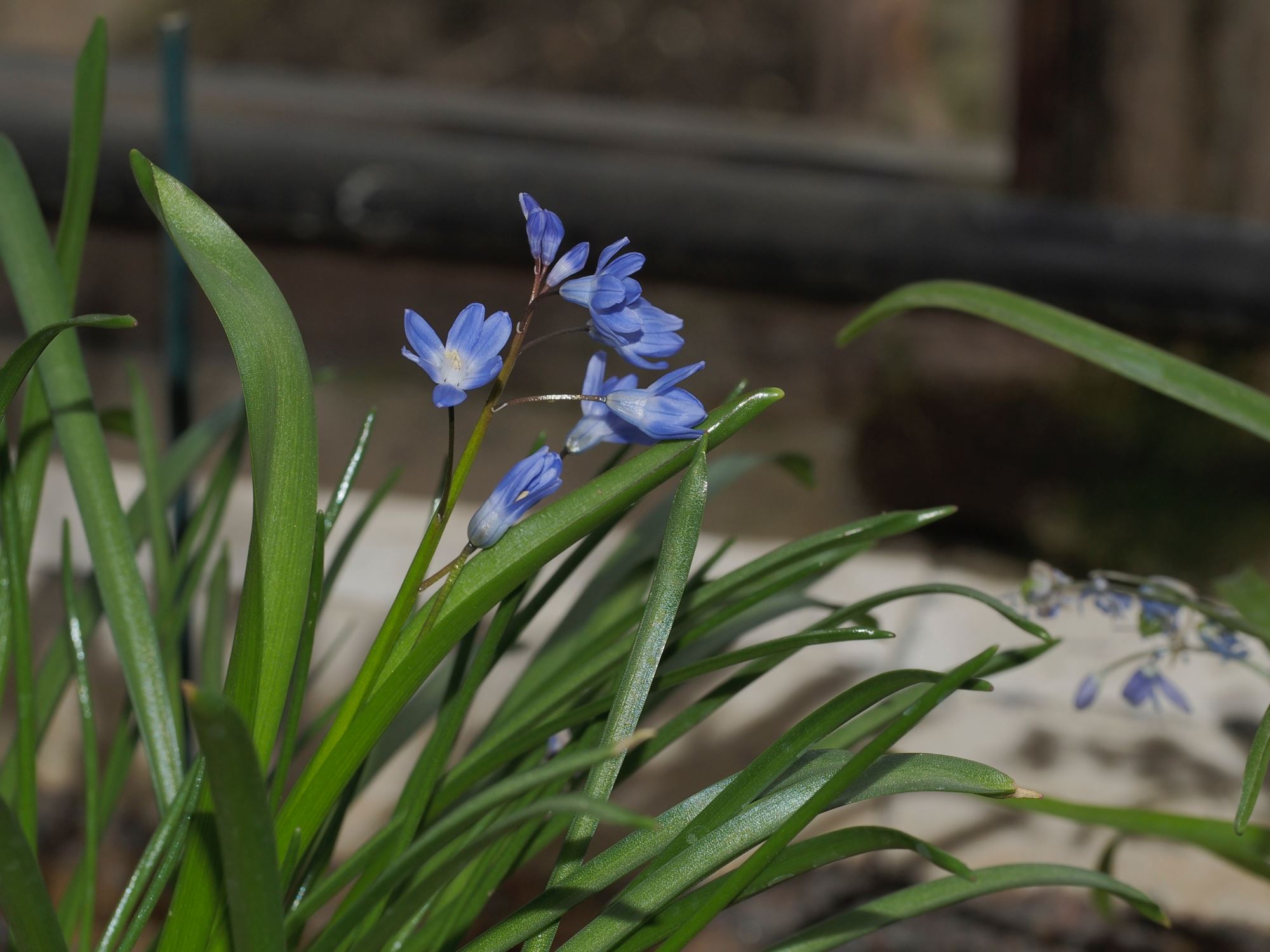 Image of Scilla sp.